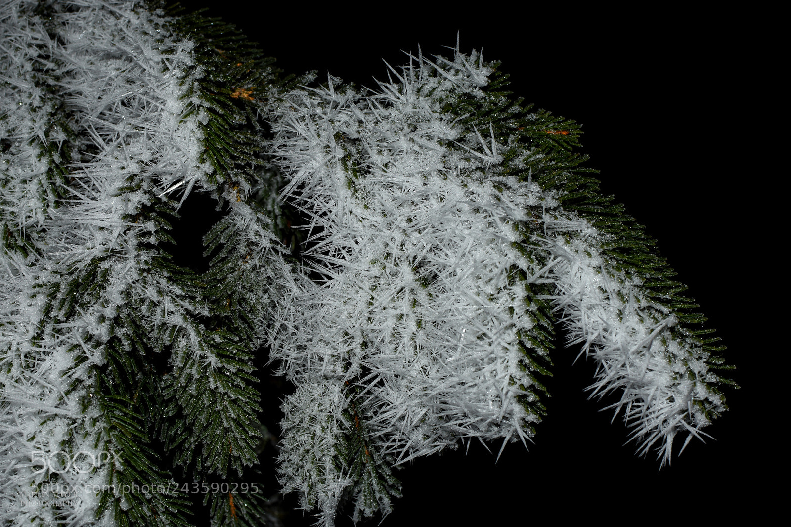 Nikon D7200 sample photo. Frozen tree photography