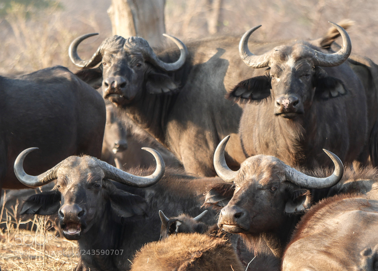 Panasonic DMC-G70 sample photo. Buffalos photography
