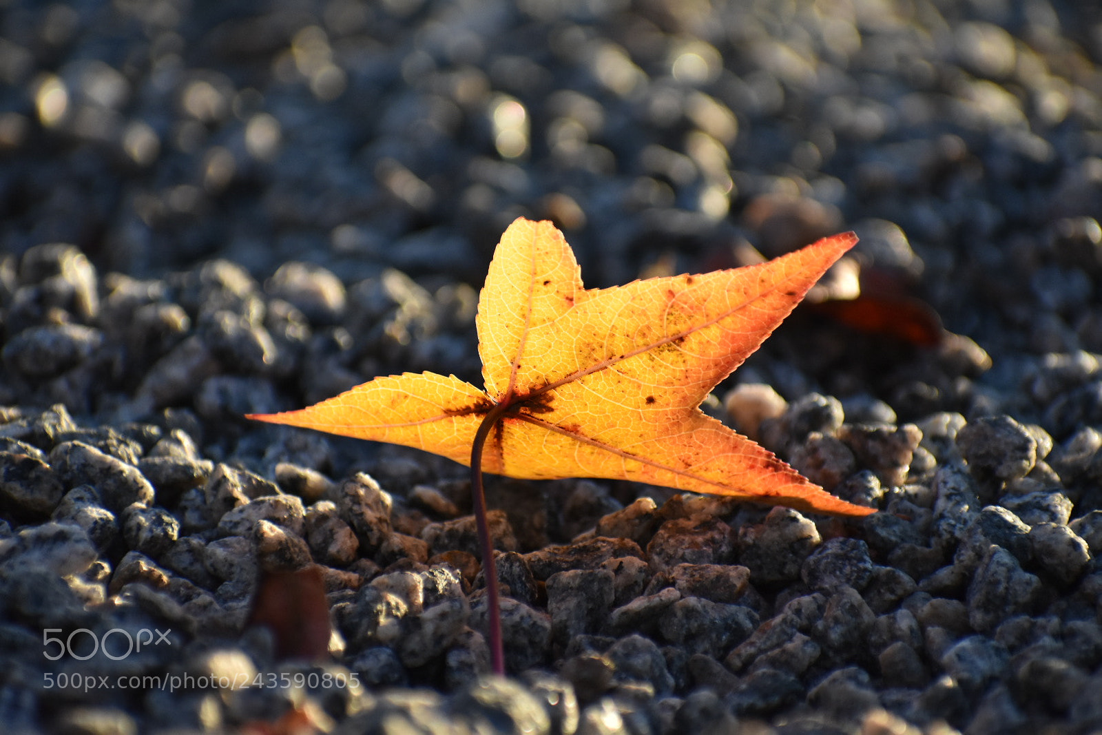 Nikon D3400 sample photo. Rocky glow photography