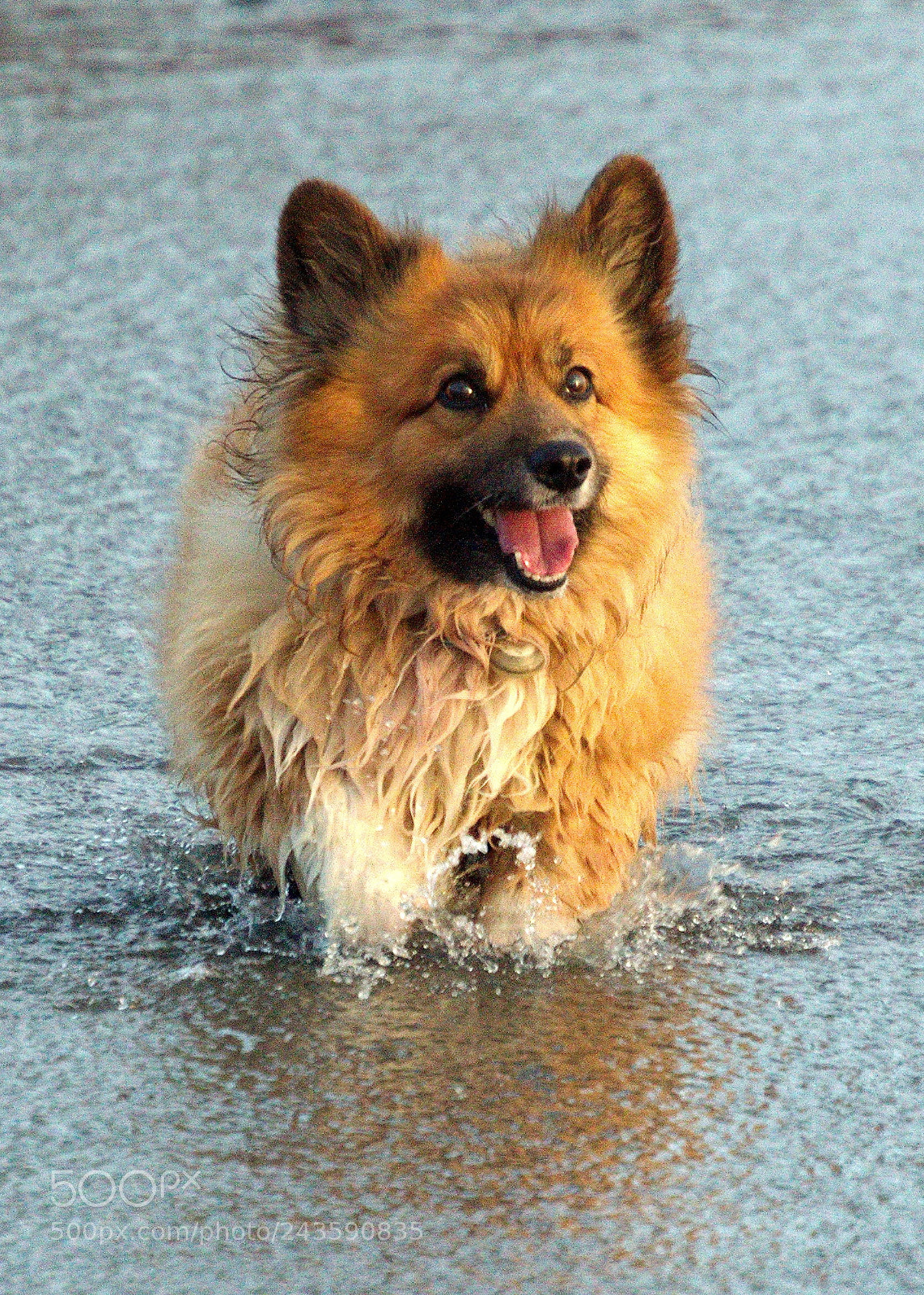 Nikon D3200 sample photo. Happy big fur photography