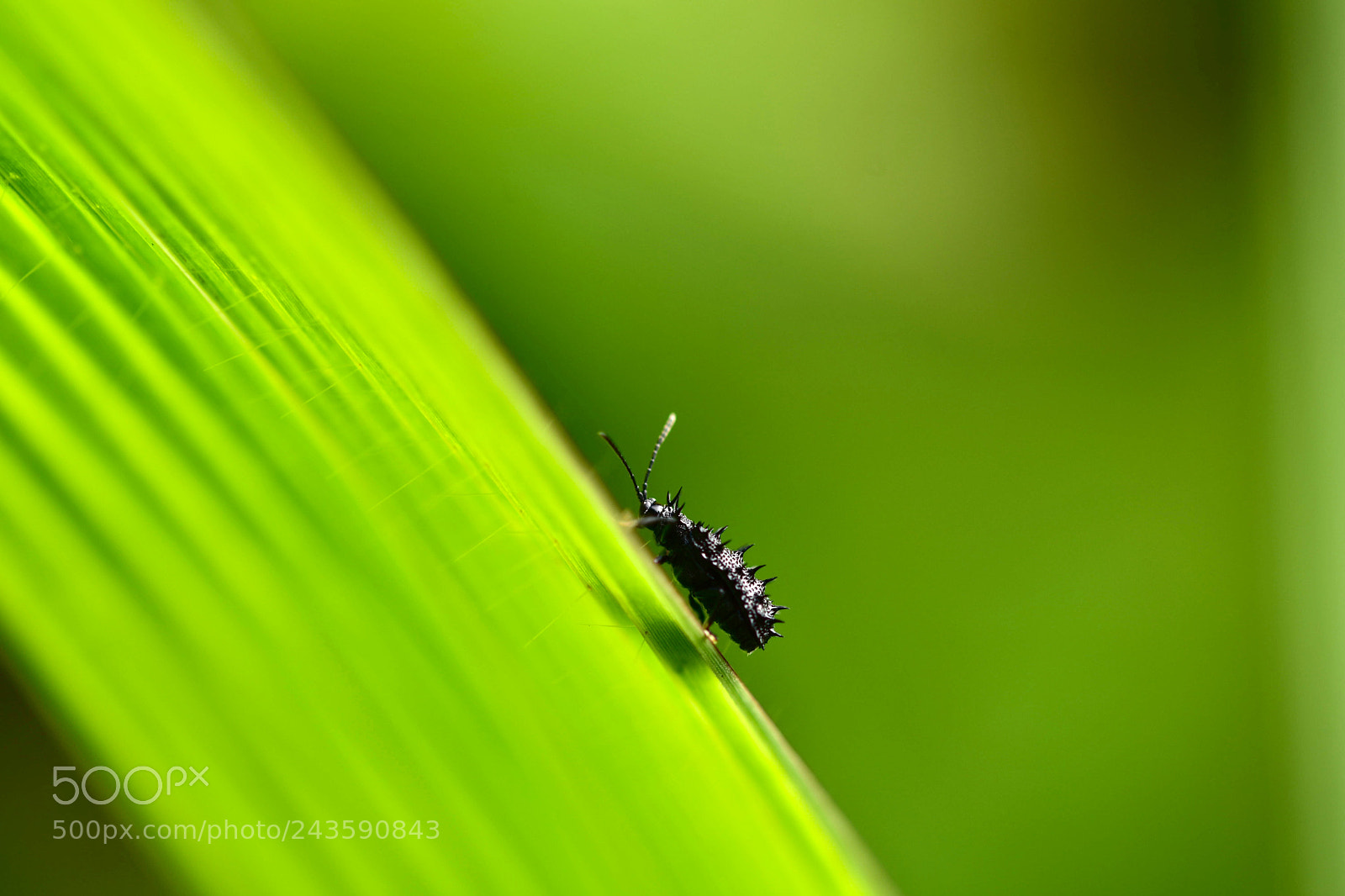Nikon D7200 sample photo. Fly photography