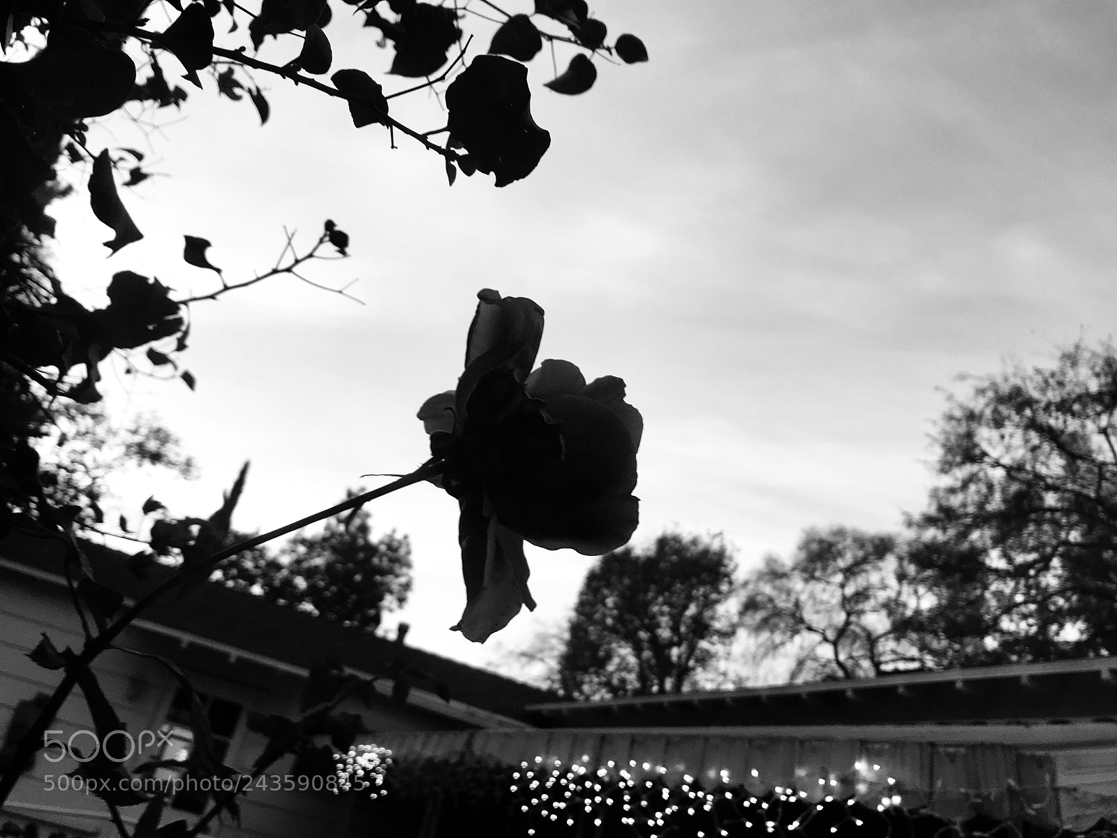 Apple iPhone 7 Plus sample photo. Balancing act photography