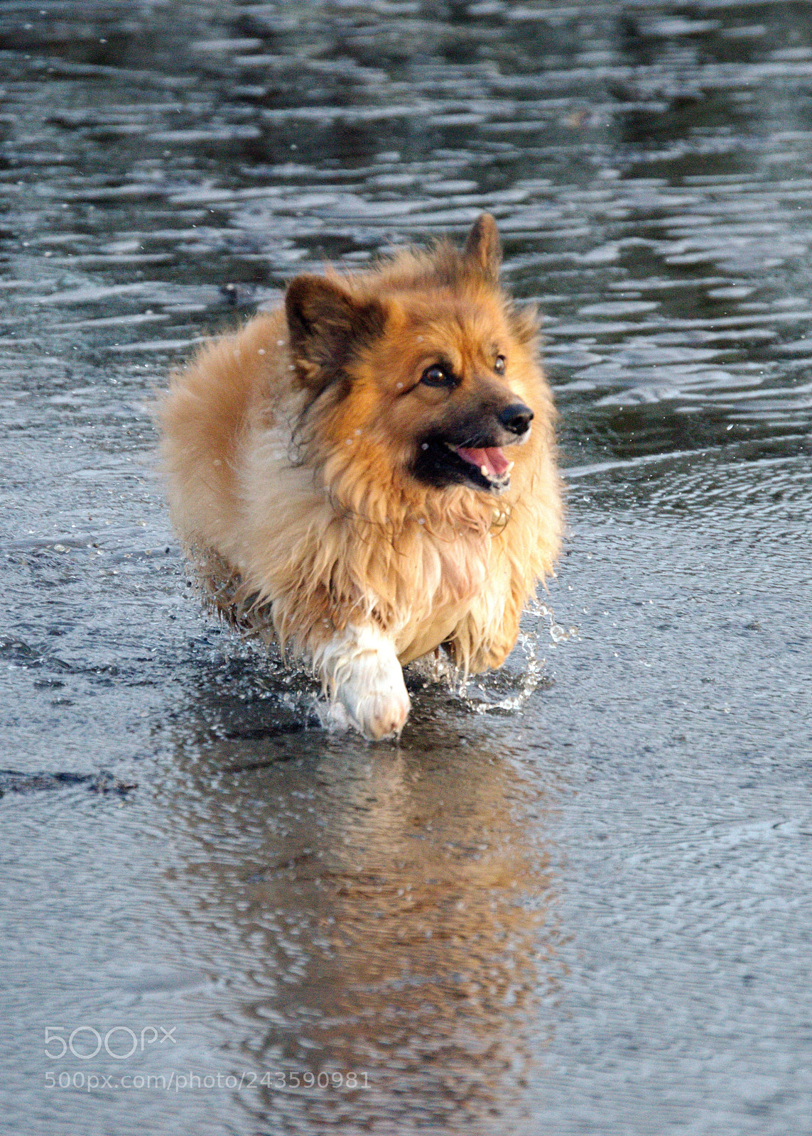 Nikon D3200 sample photo. Happy big fur 2 photography