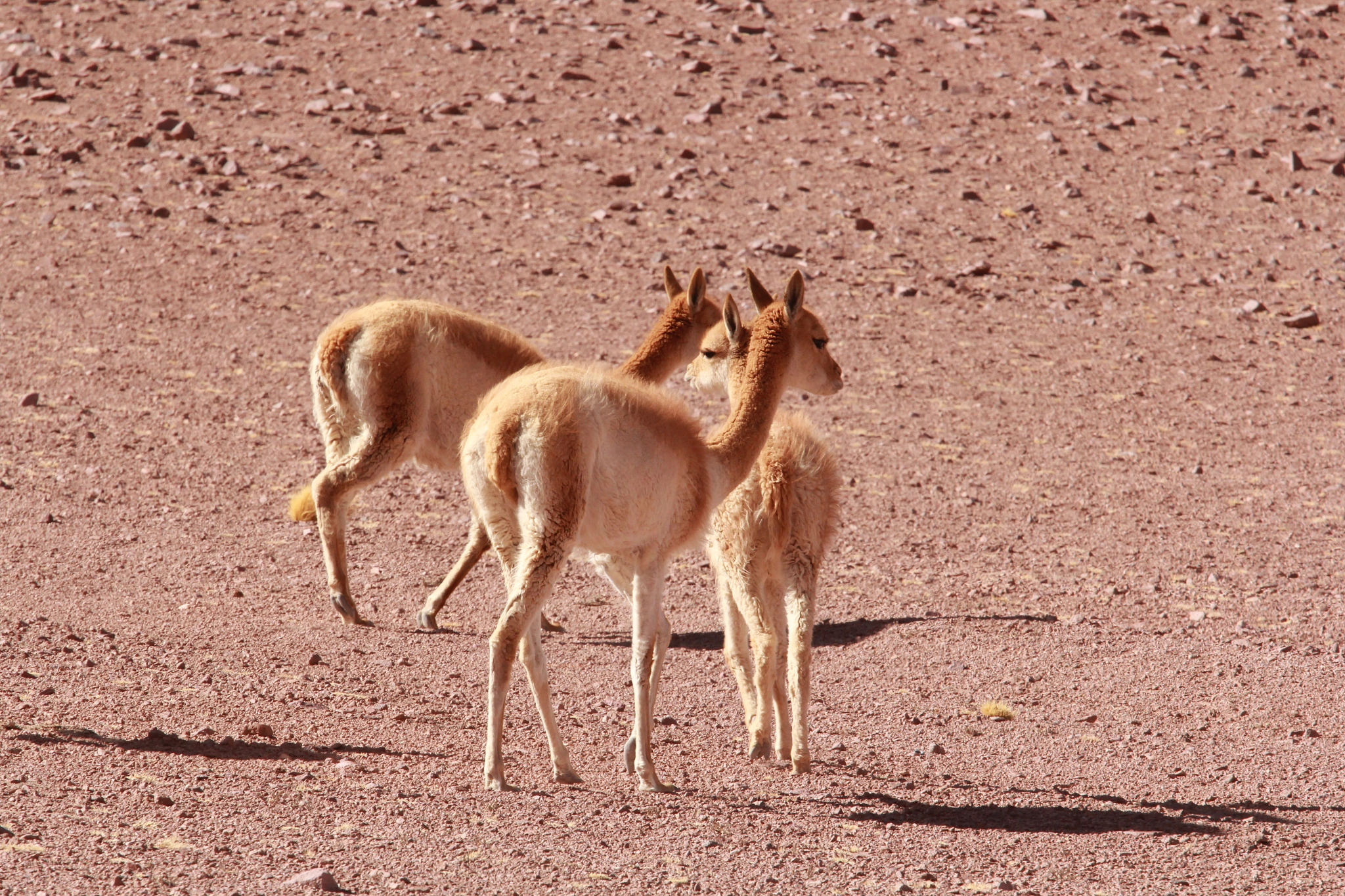 Canon EF 70-200mm F4L USM sample photo. Desierto de atacama - alpacas photography