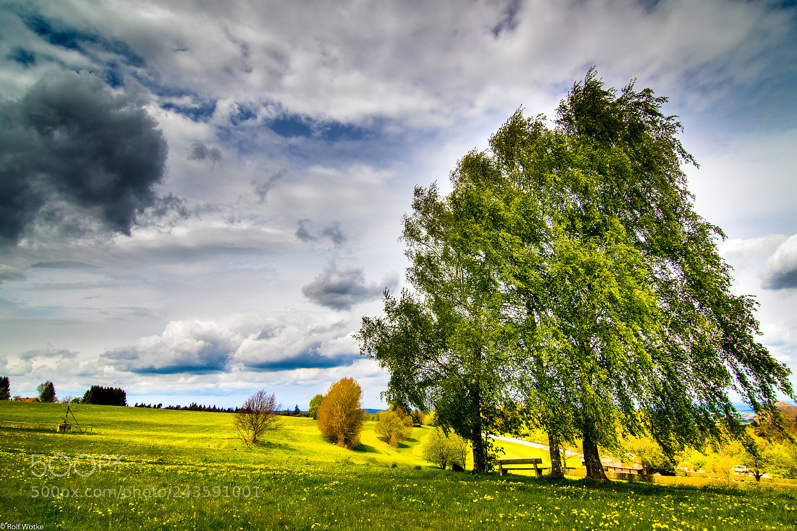 Canon EOS 7D Mark II sample photo. Zwei birken photography