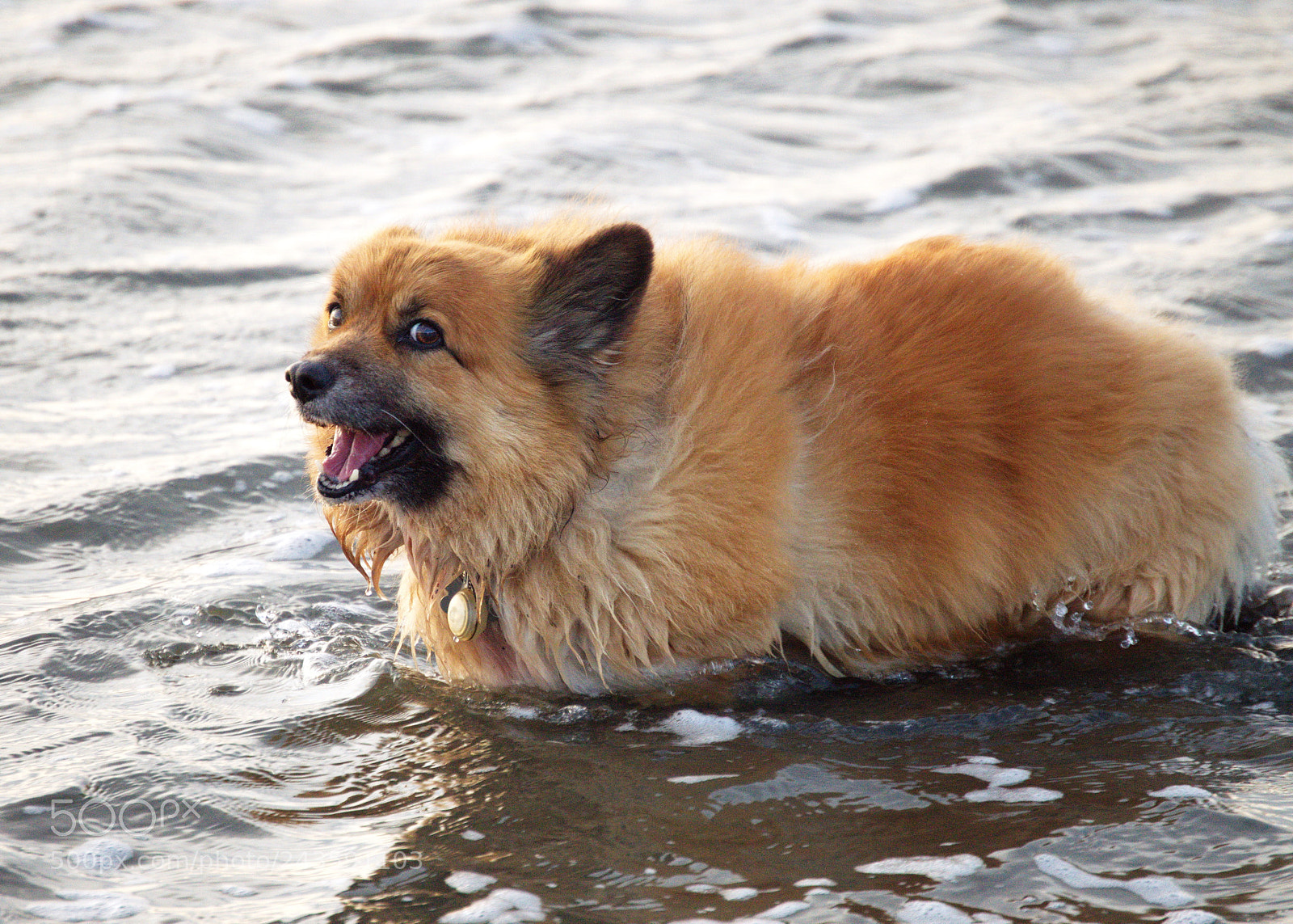 Nikon D3200 sample photo. Big fur happy 3 photography