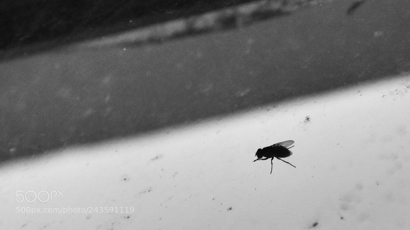 Nikon D5500 sample photo. Elucubrando photography