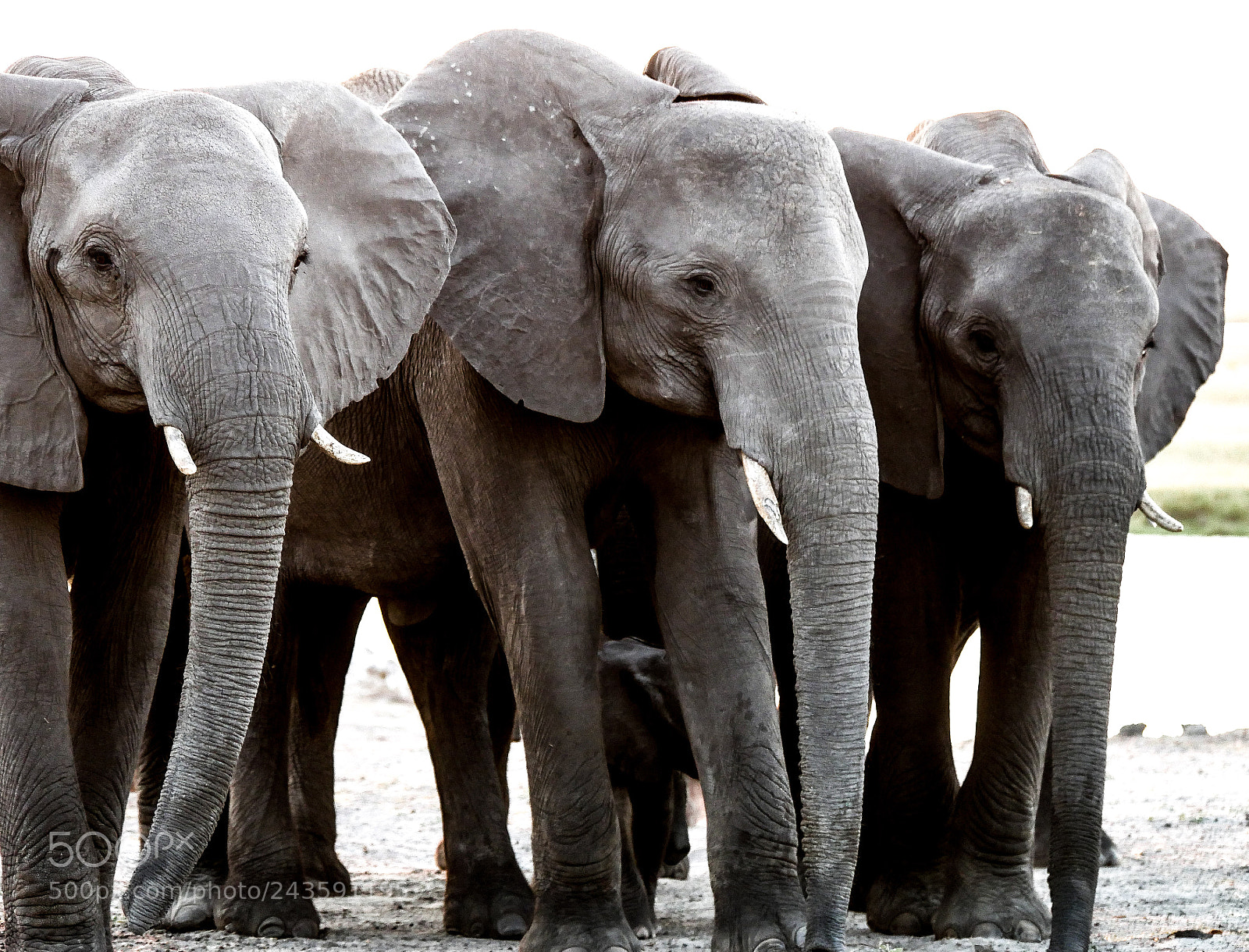 Panasonic DMC-G70 sample photo. Elephants photography
