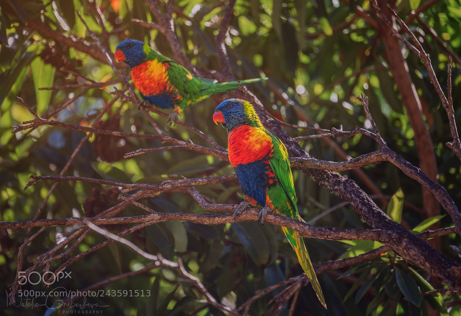 Sony a7R II sample photo. Lorikeets photography