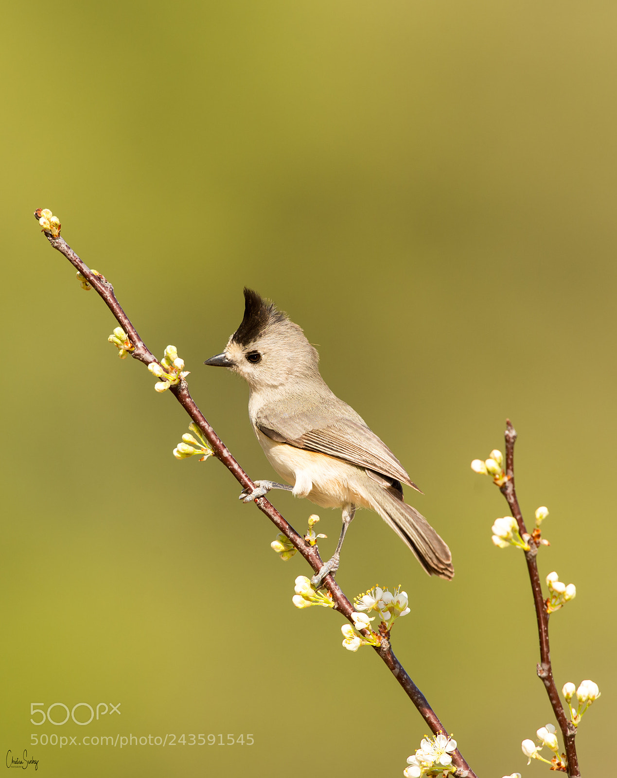 Nikon D4 sample photo. Black-crested titmouse photography