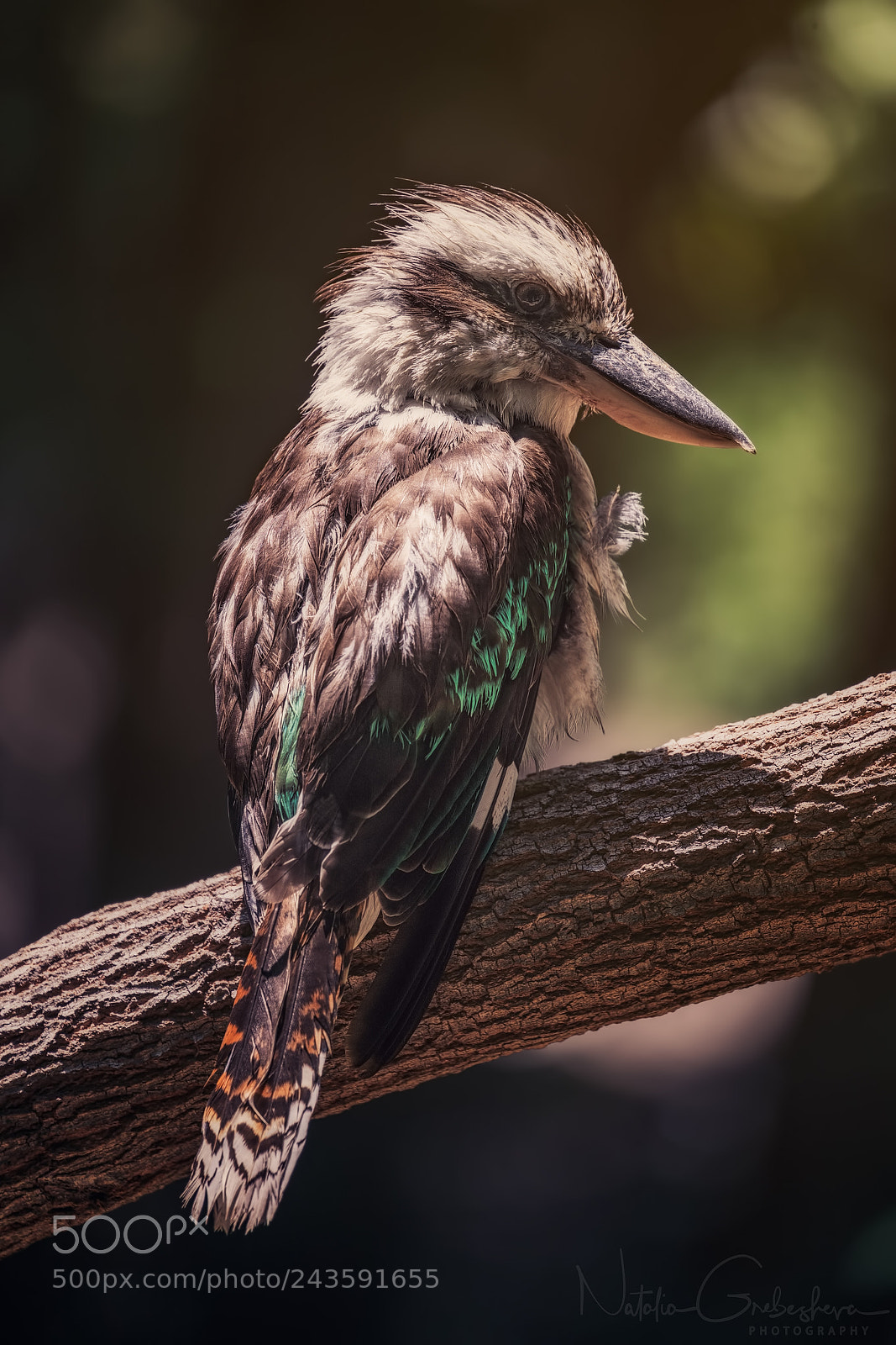 Sony a7R II sample photo. Kookaburra photography