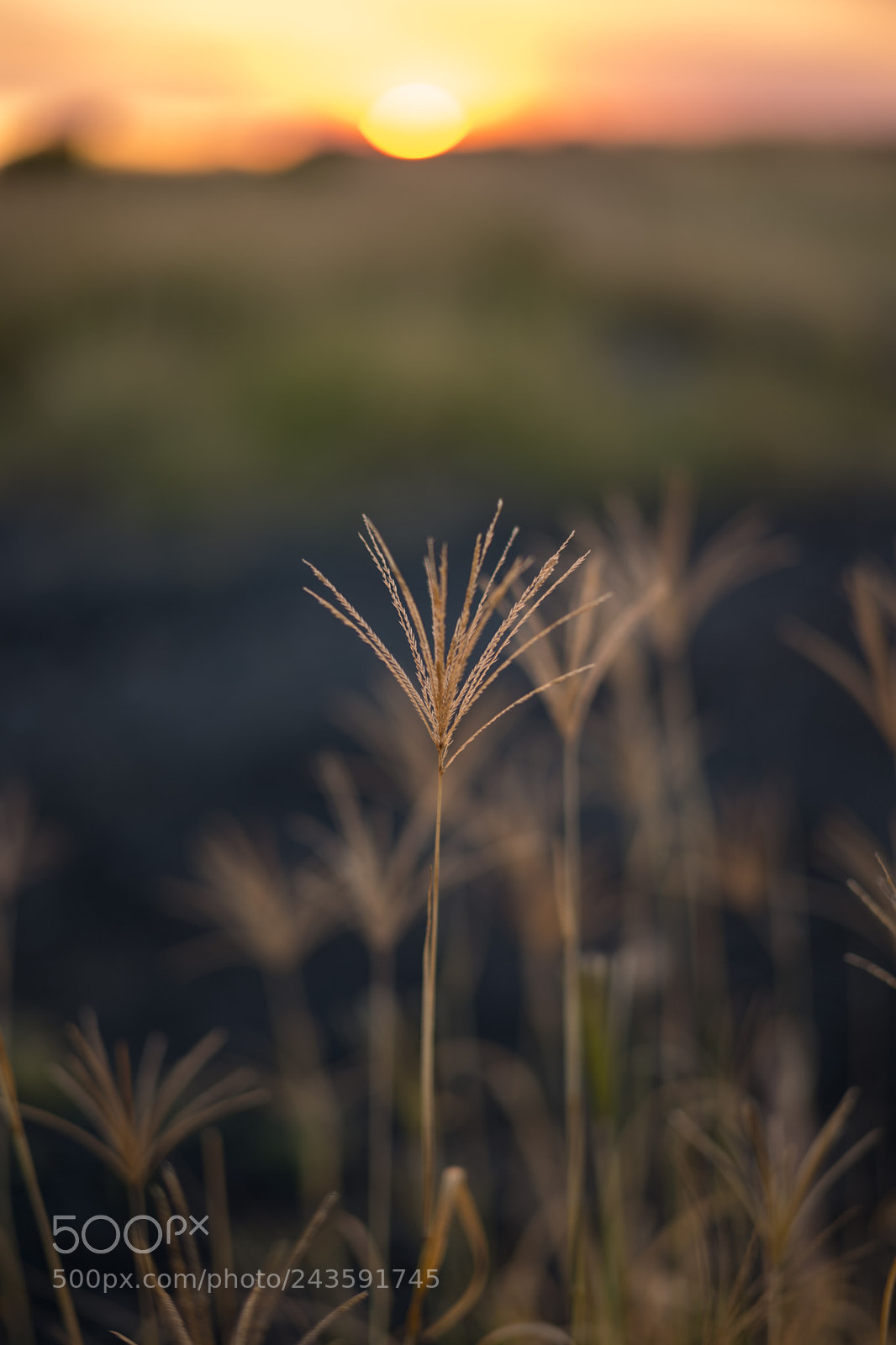 Leica SL (Typ 601) sample photo. Bombo headland quarry photography