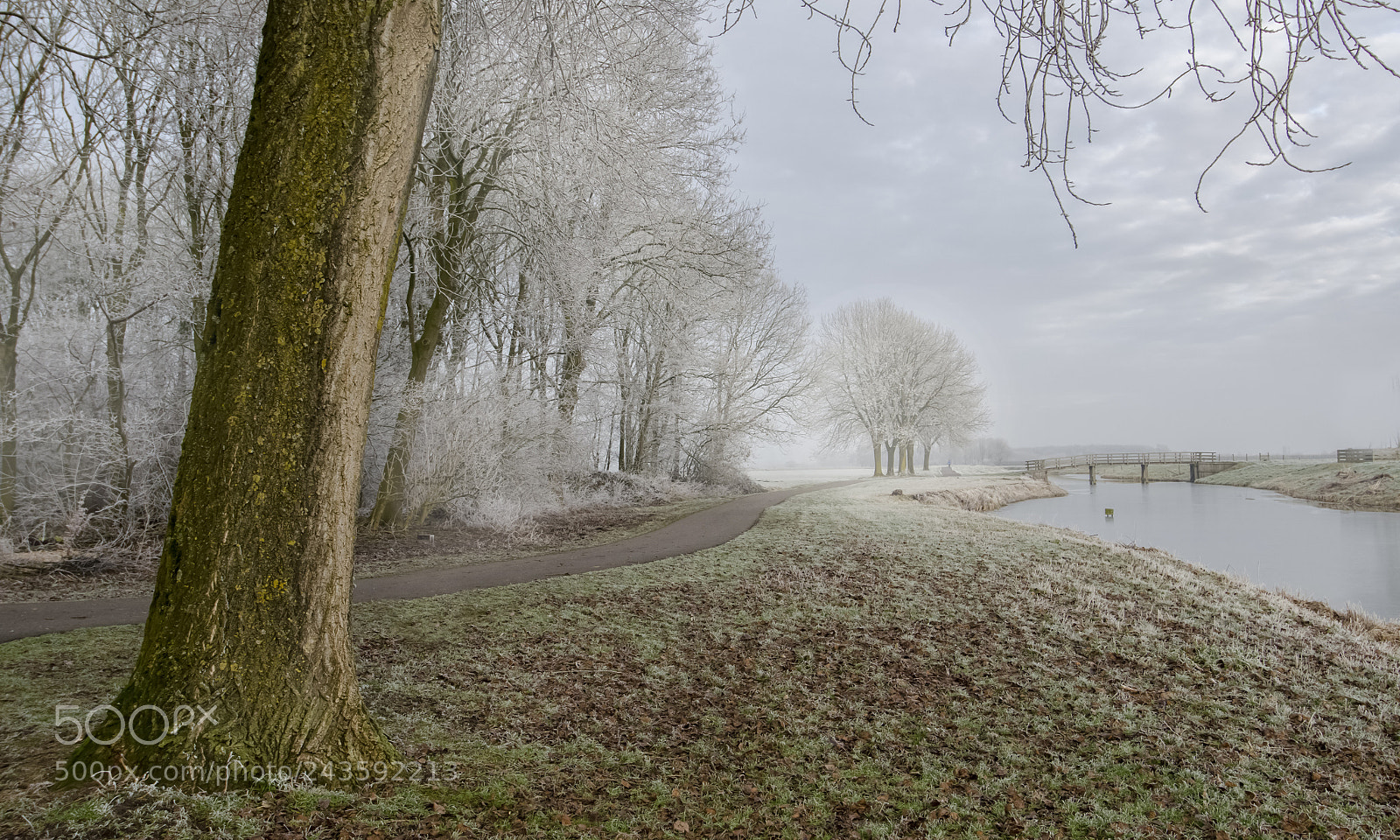 Nikon D5100 sample photo. Winter frost ! photography