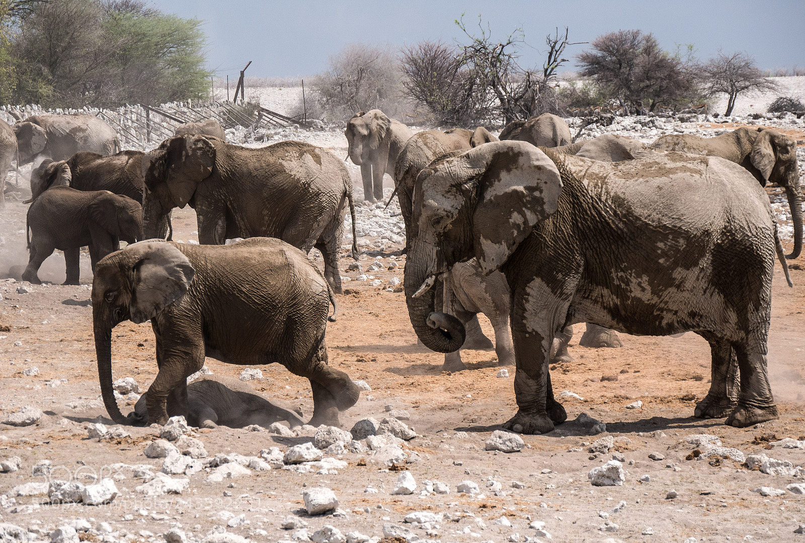 Panasonic DMC-G70 sample photo. Elephants photography