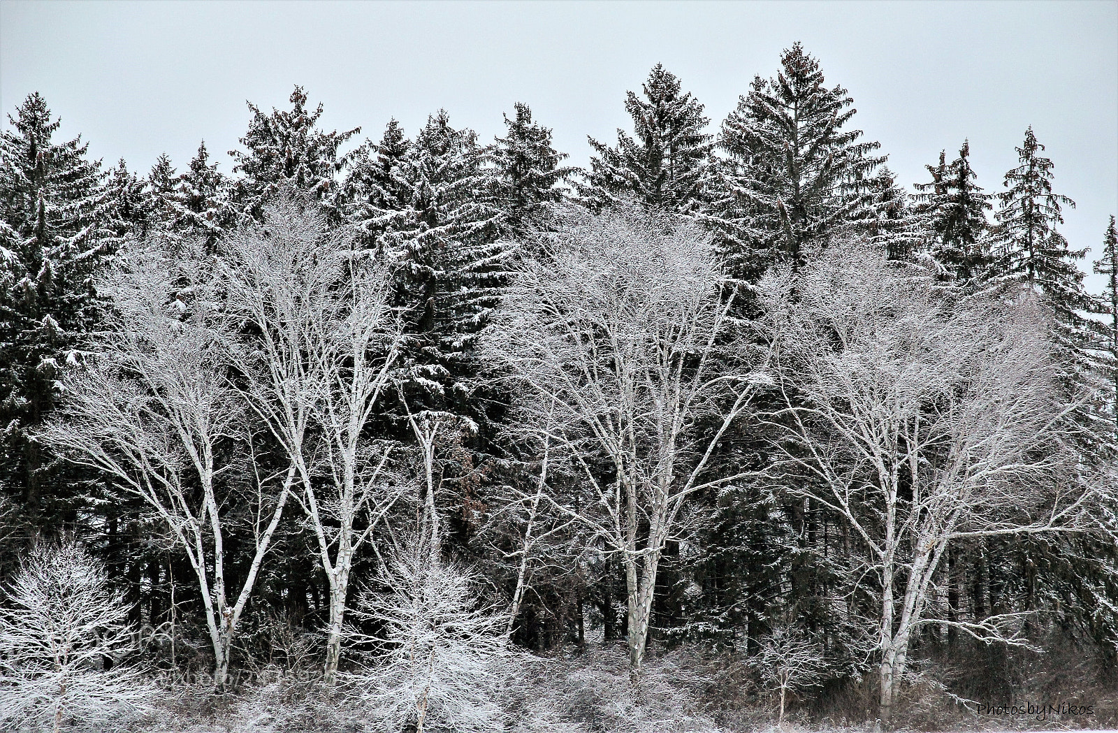 Canon EOS 60D sample photo. Evergreens friends photography