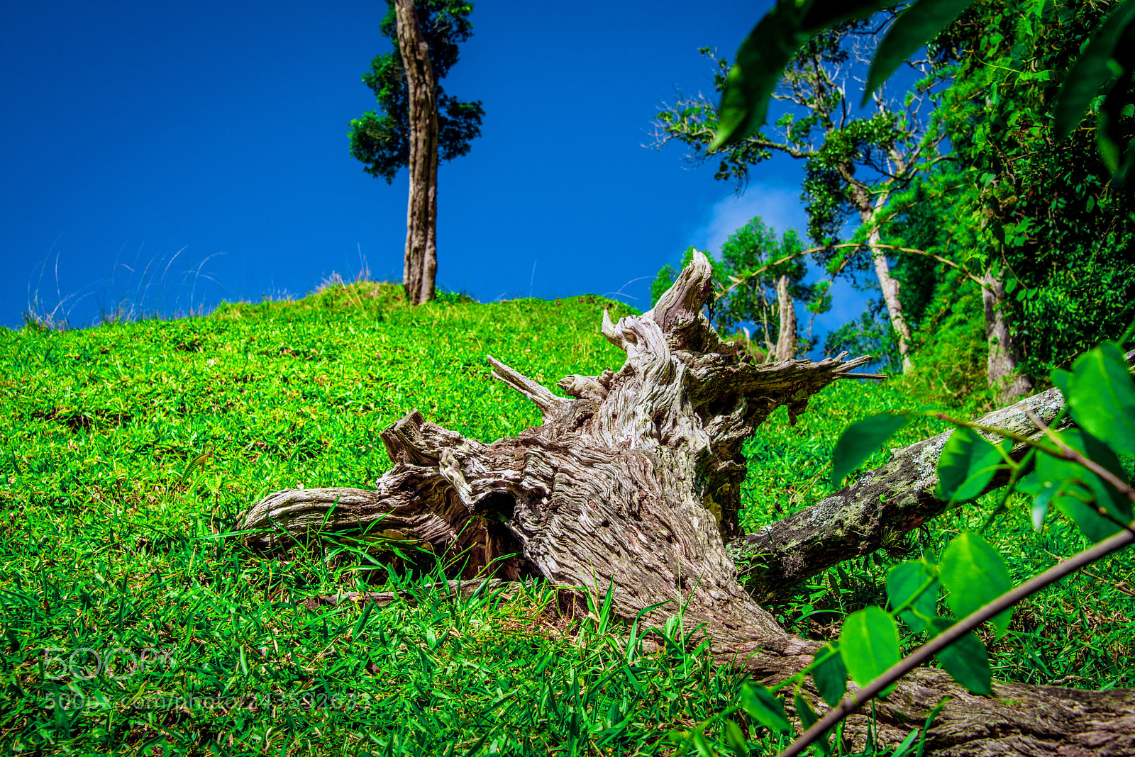 Nikon D800 sample photo. Old tree photography