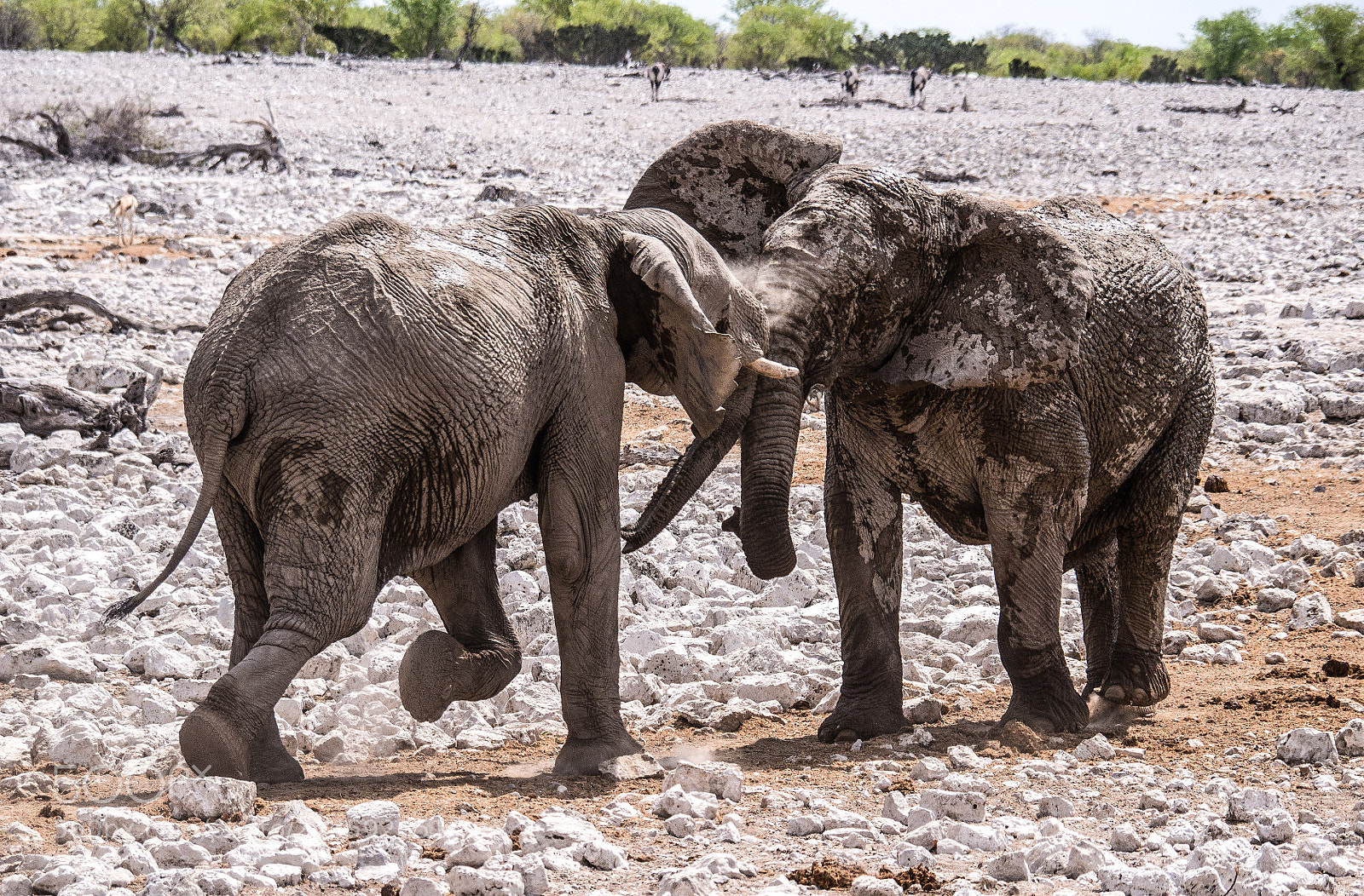 Panasonic DMC-G70 sample photo. Elephants fight photography