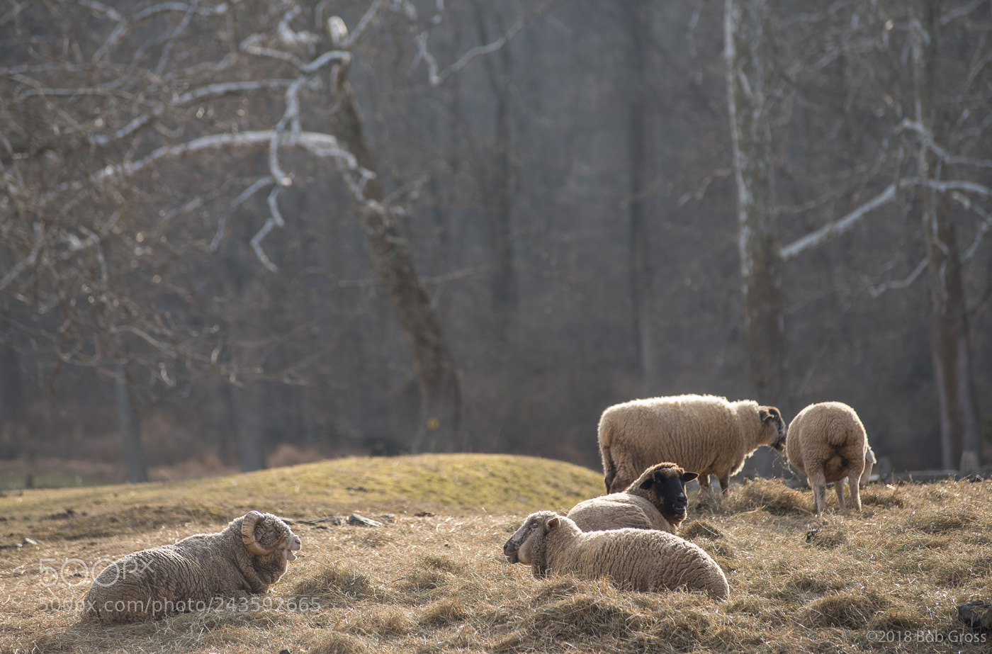 Pentax K-1 sample photo. Hopewell village in winter photography