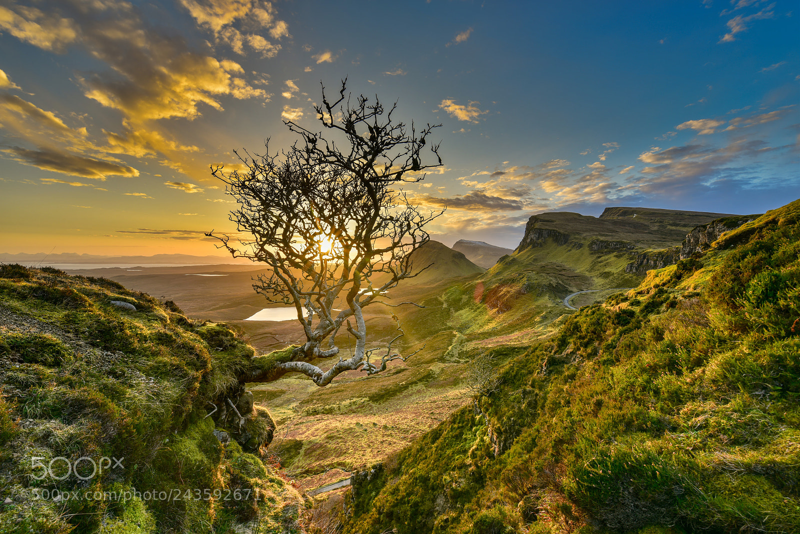 Nikon D810 sample photo. The quiraing tree photography