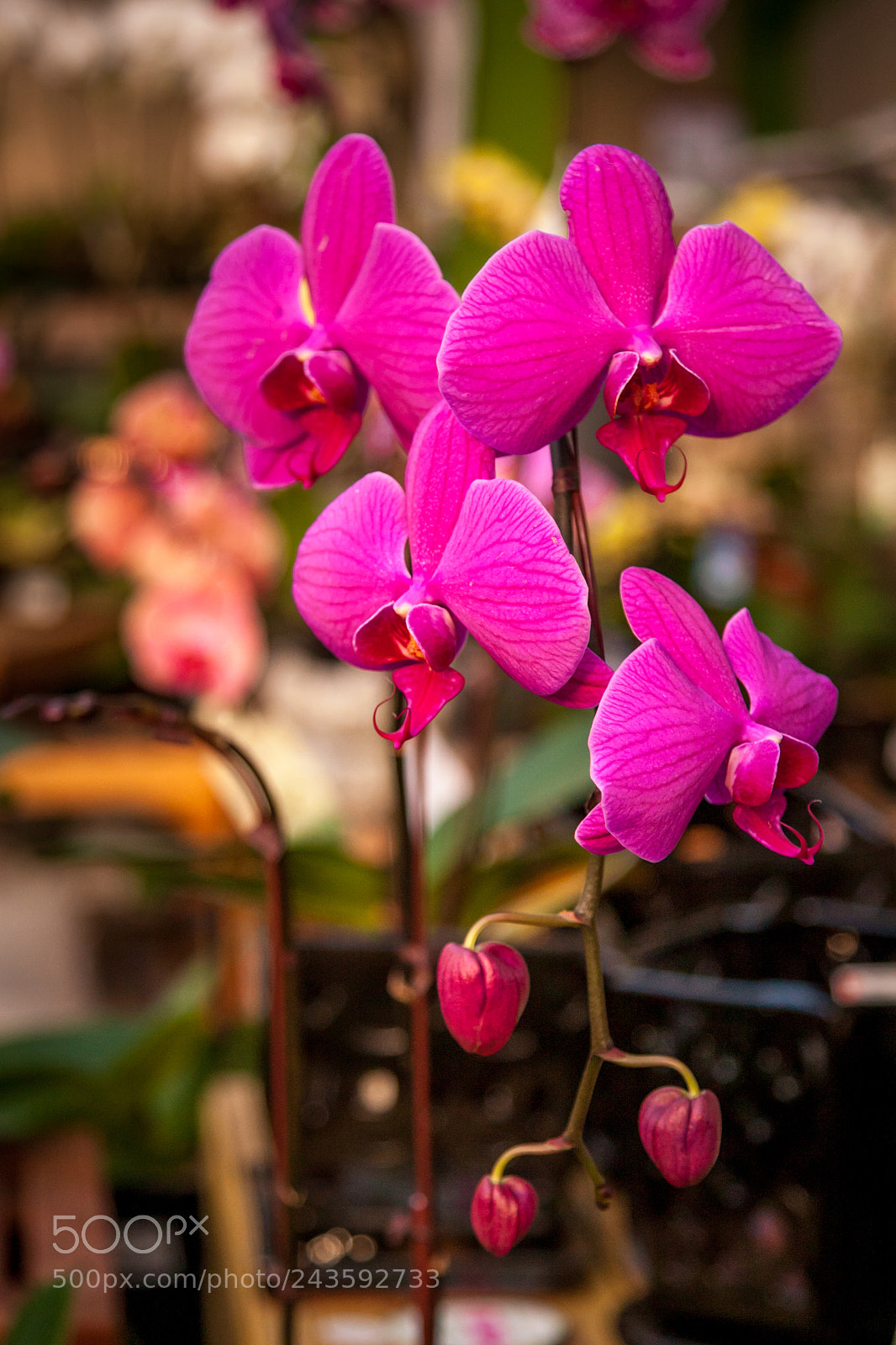 Canon EOS-1D Mark III sample photo. Untitled photography