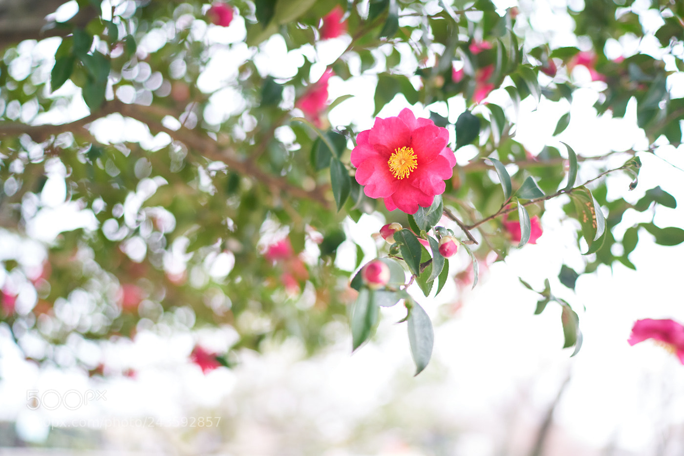 Sony a7R II sample photo. 겨울 동백꽃 photography