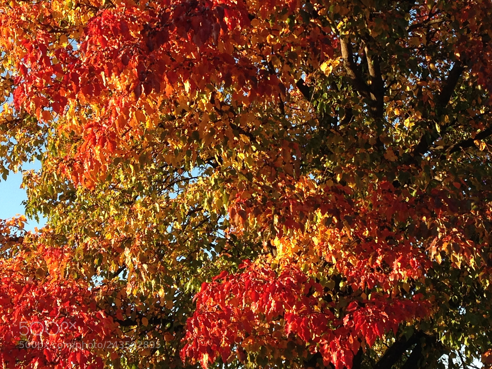 Apple iPhone 5c sample photo. Cffcd caaeeb photography