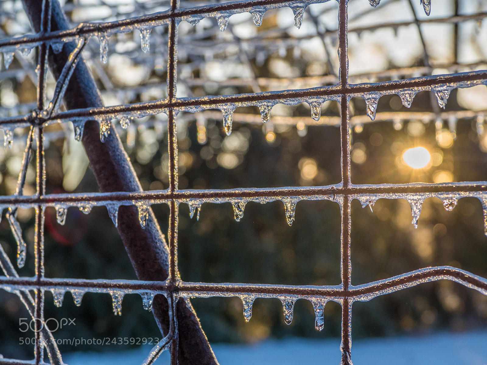 Olympus OM-D E-M1 Mark II sample photo. Ice coated photography