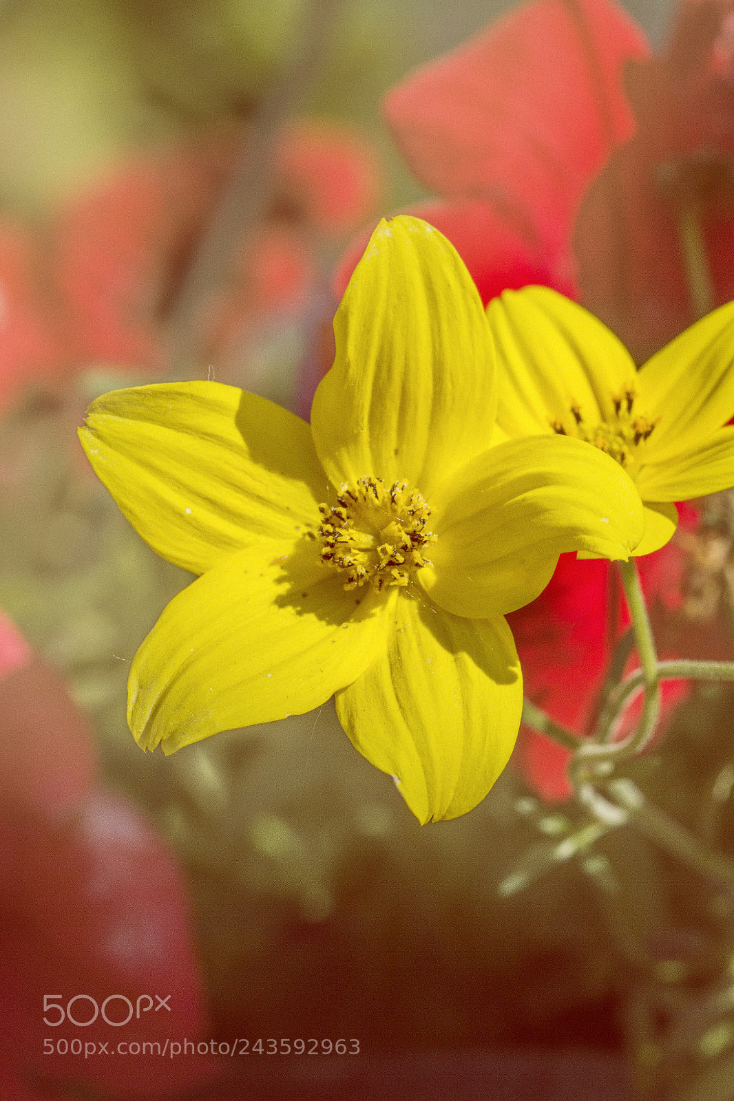 Canon EOS 60D sample photo. Yellow flower photography