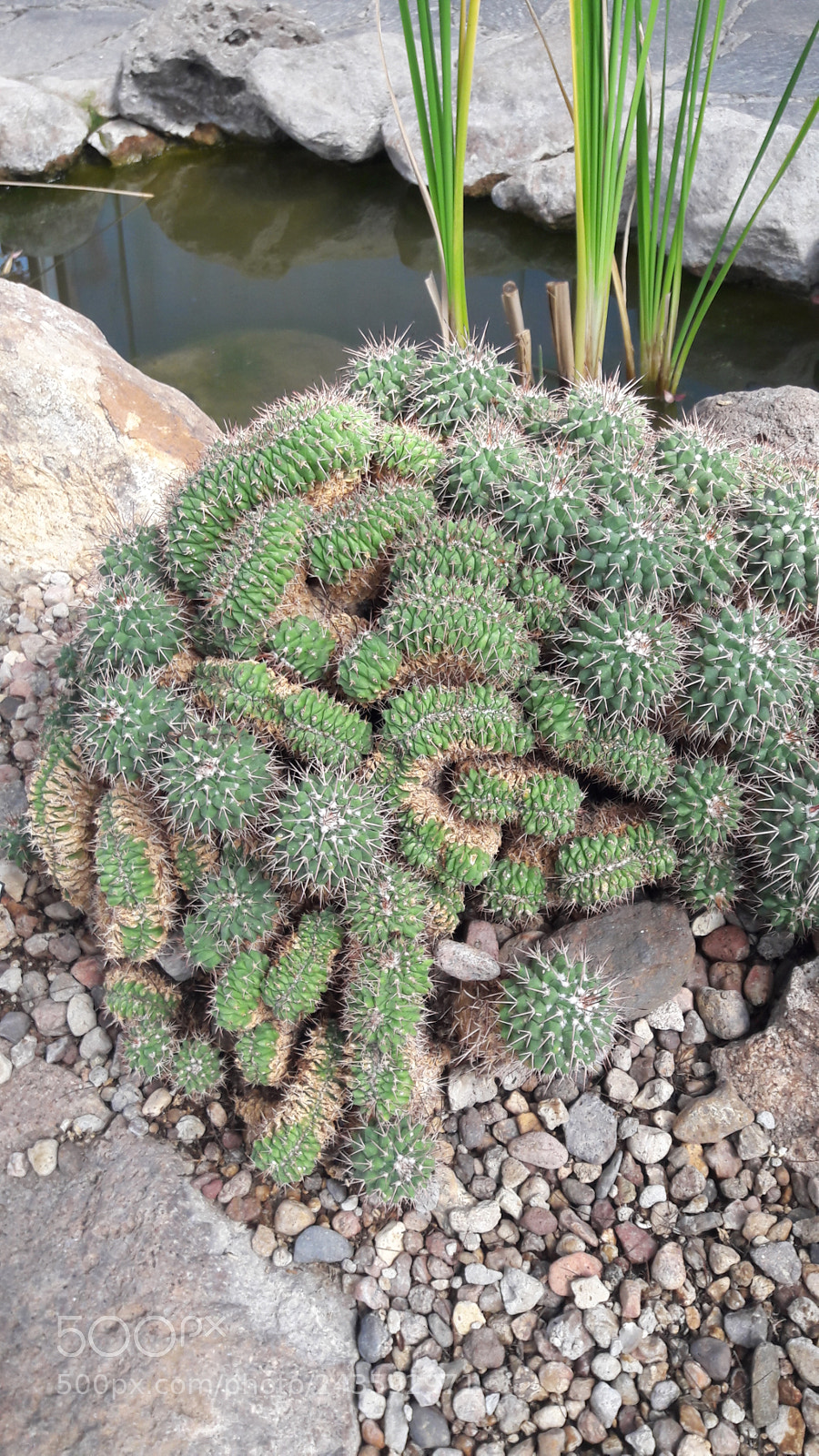 Samsung Galaxy J7 sample photo. Cactuses photography