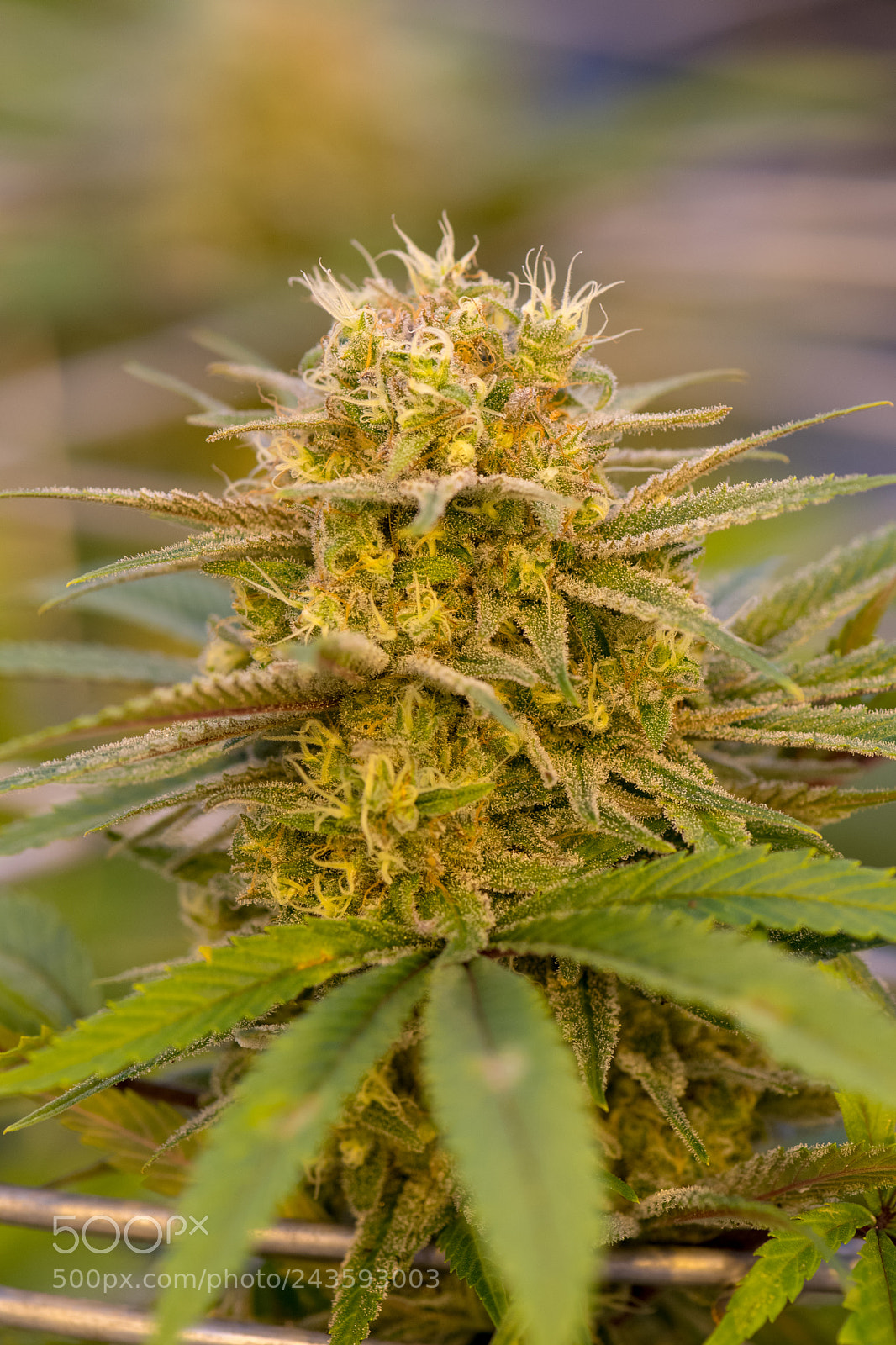 Nikon D7500 sample photo. Cannabis plant 6 photography