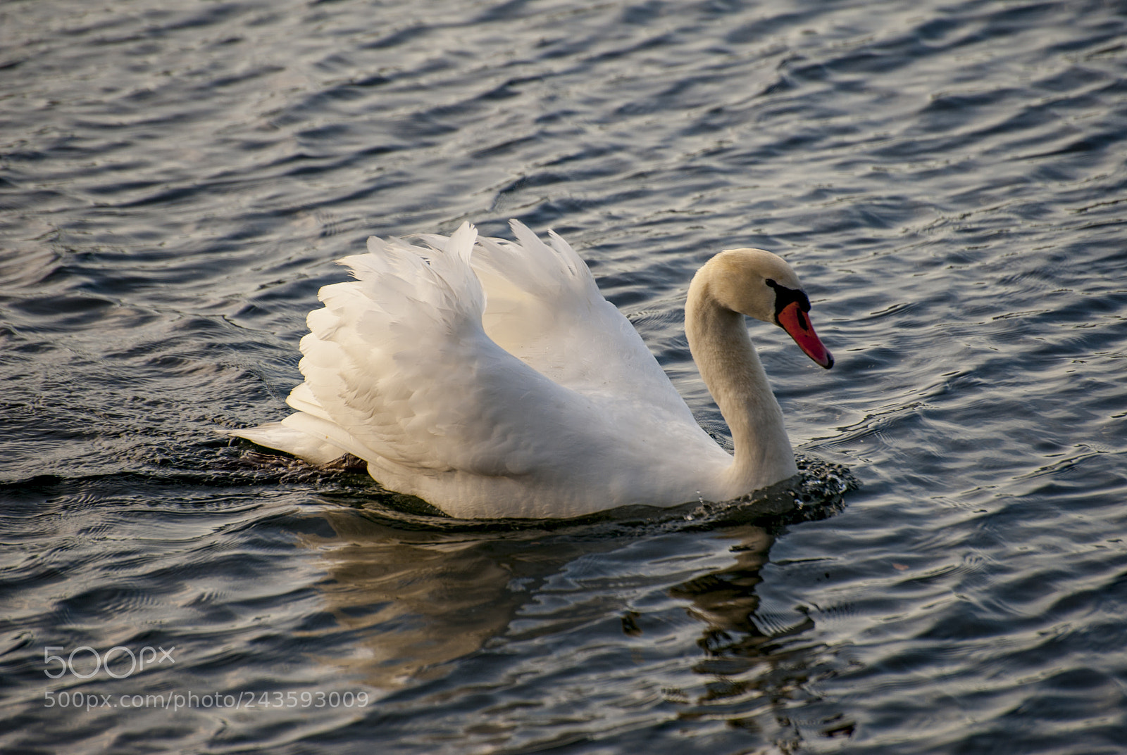 Nikon D700 sample photo. Swim swan photography