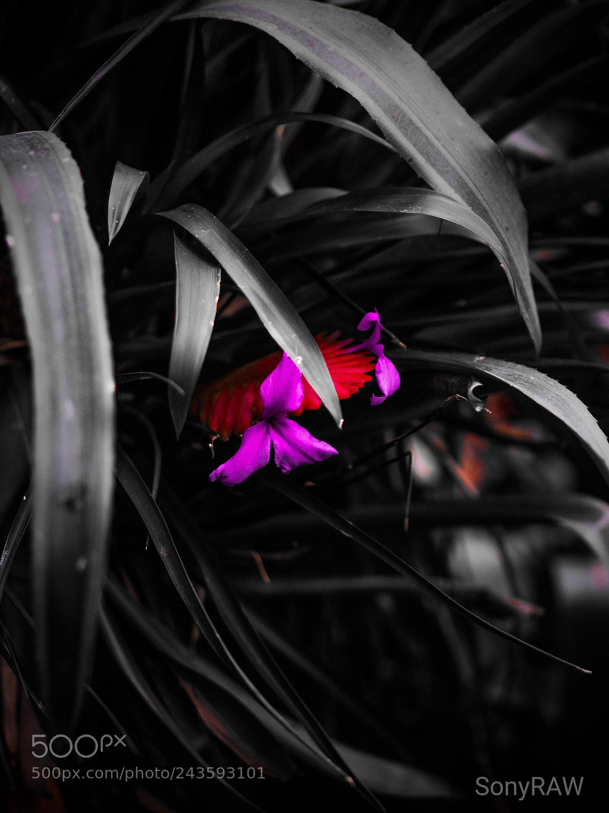Sony a6500 sample photo. Hidden purple photography
