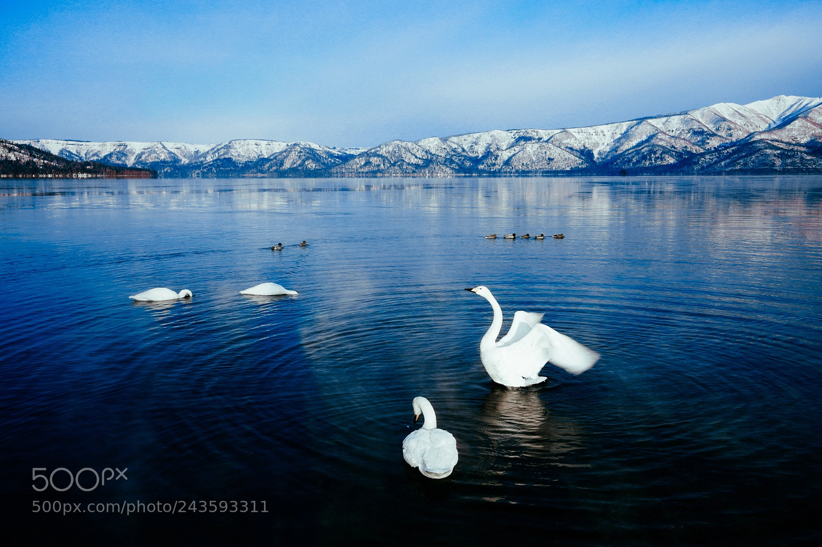 Sony a7R III sample photo. Swan in winter hokkaido photography