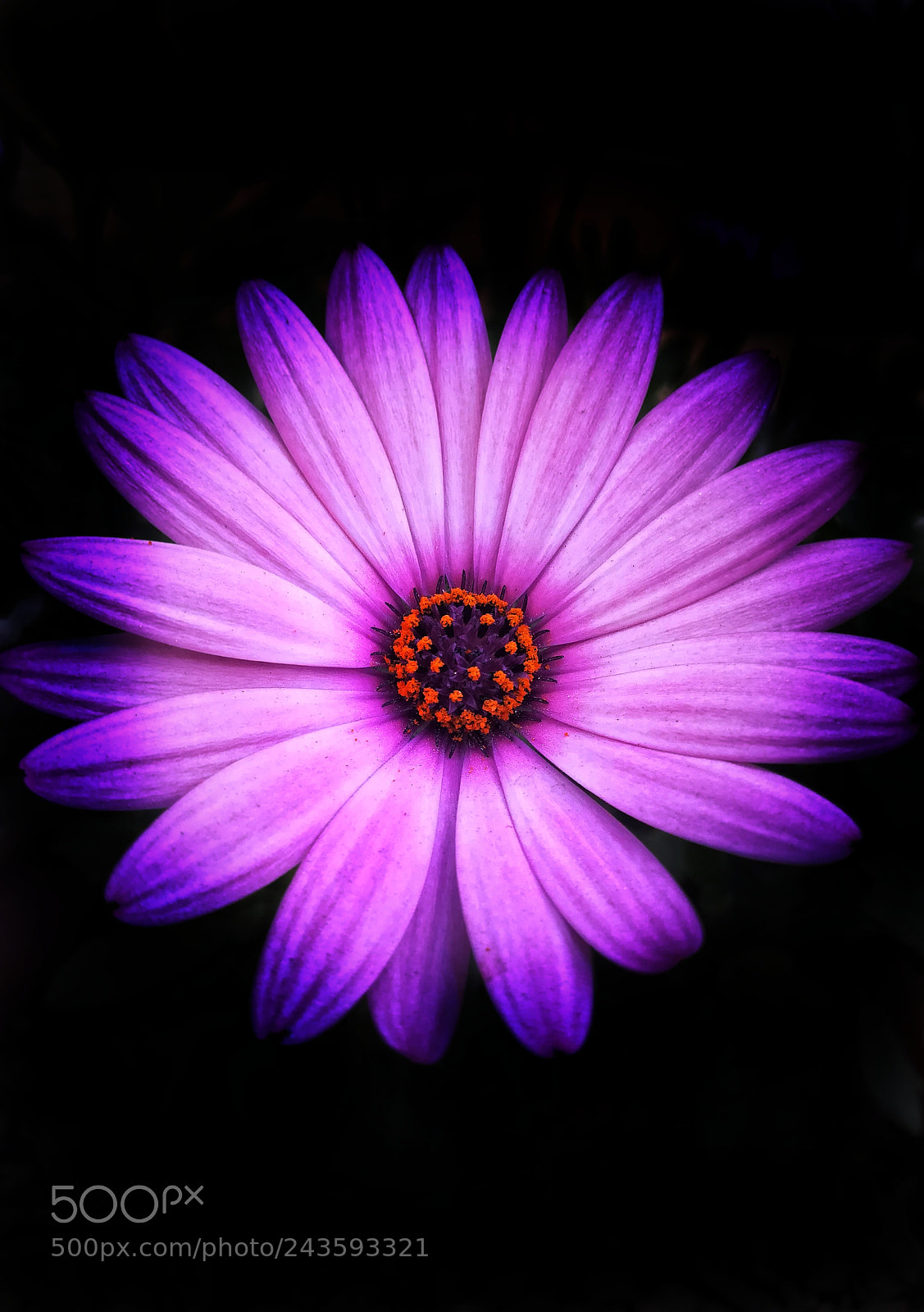 HUAWEI P10 lite sample photo. Purple sun photography