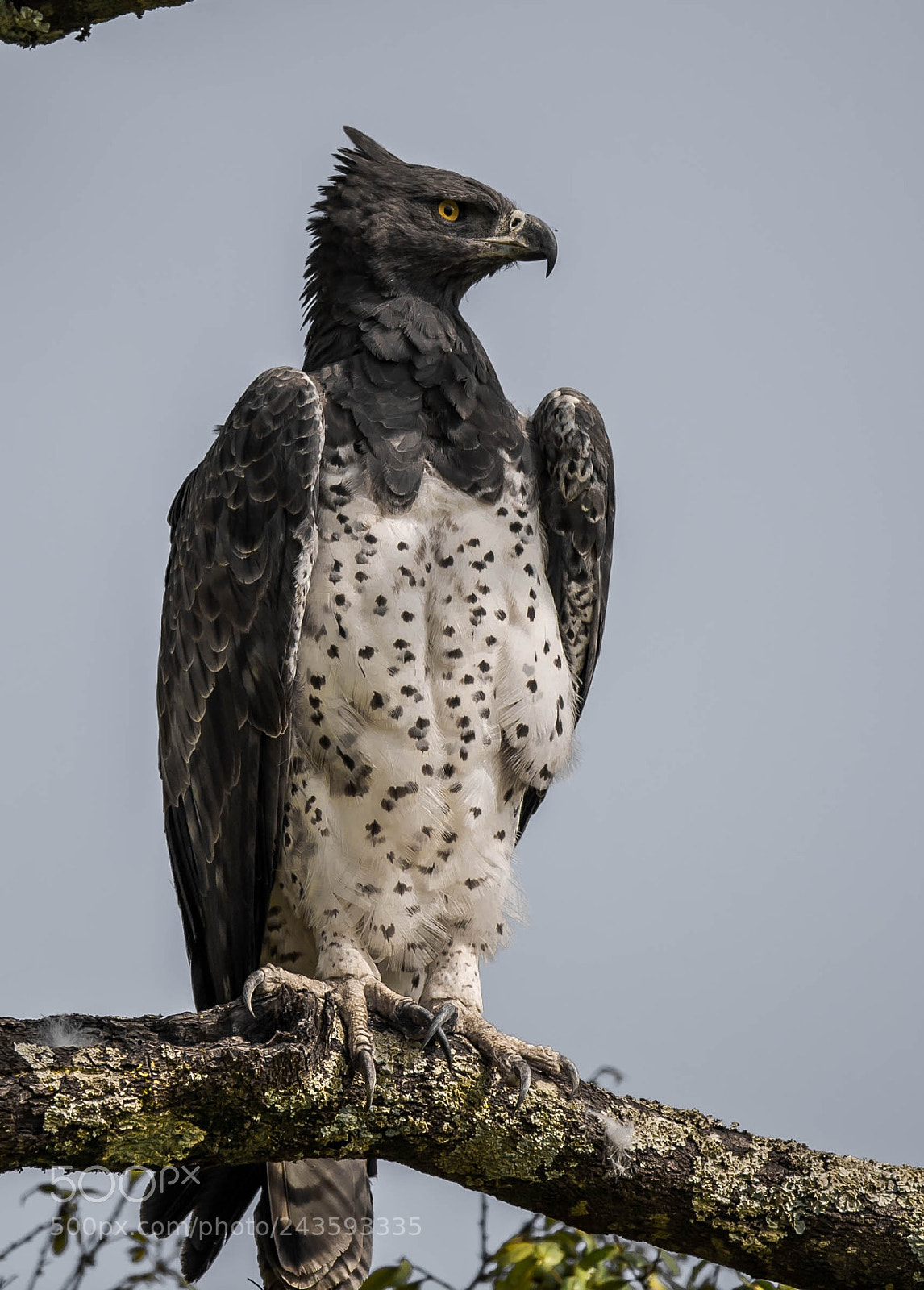 Nikon D5 sample photo. Martial eagle photography