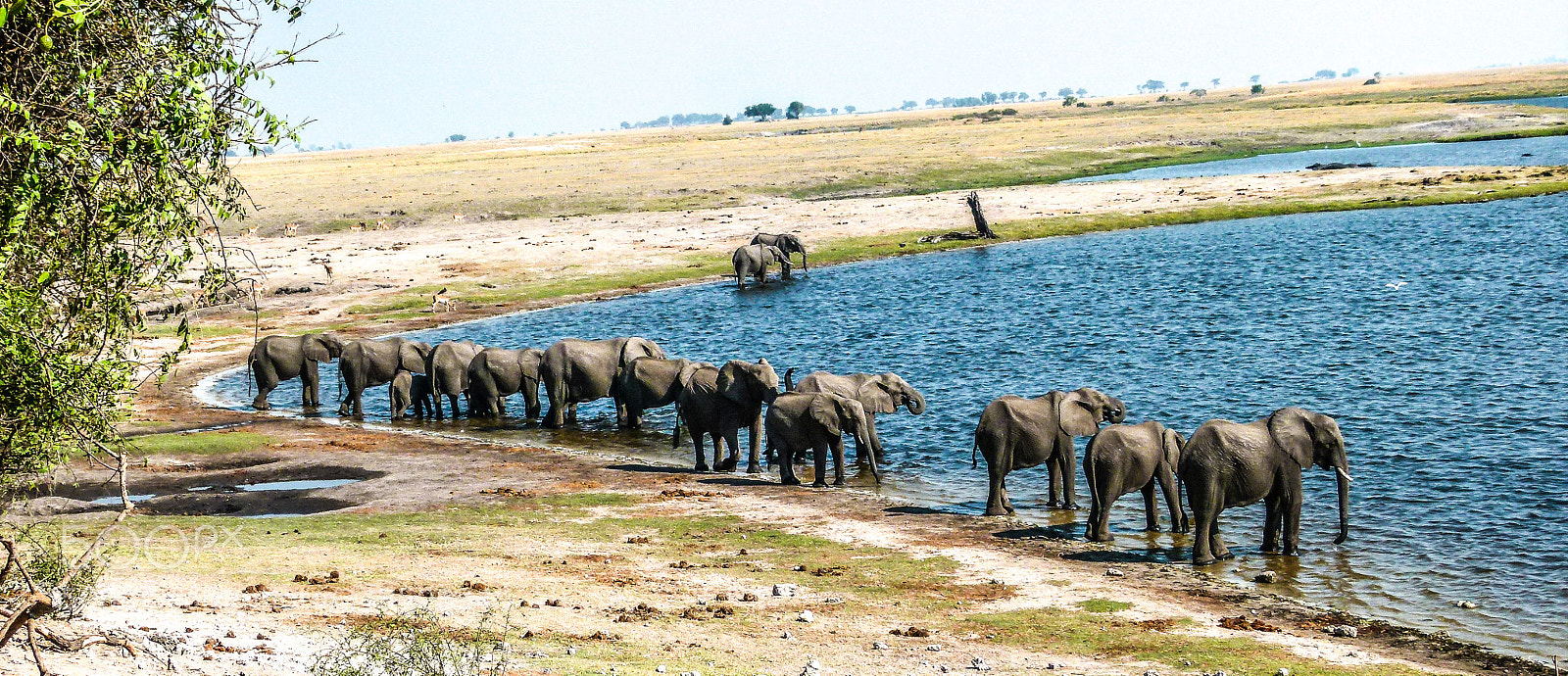 Panasonic Lumix DMC-FZ100 sample photo. Elephants on the water photography