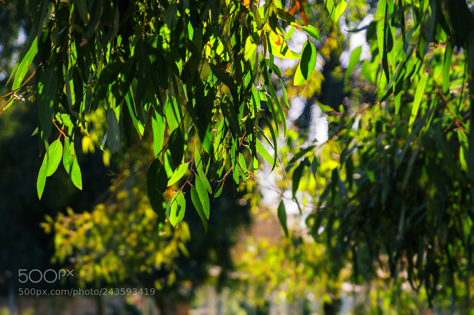 Sony SLT-A57 sample photo. Greens! photography