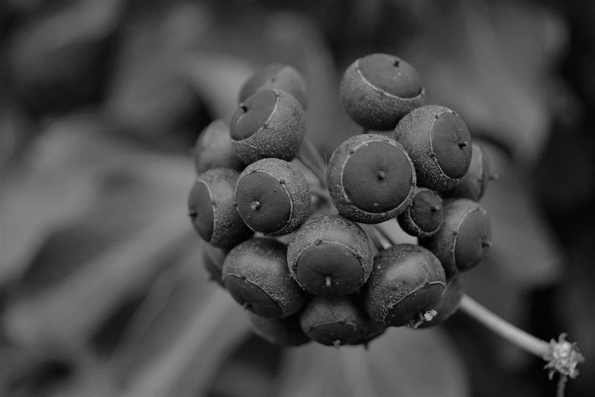 Nikon D3100 sample photo. Weapons of the mass destruction photography