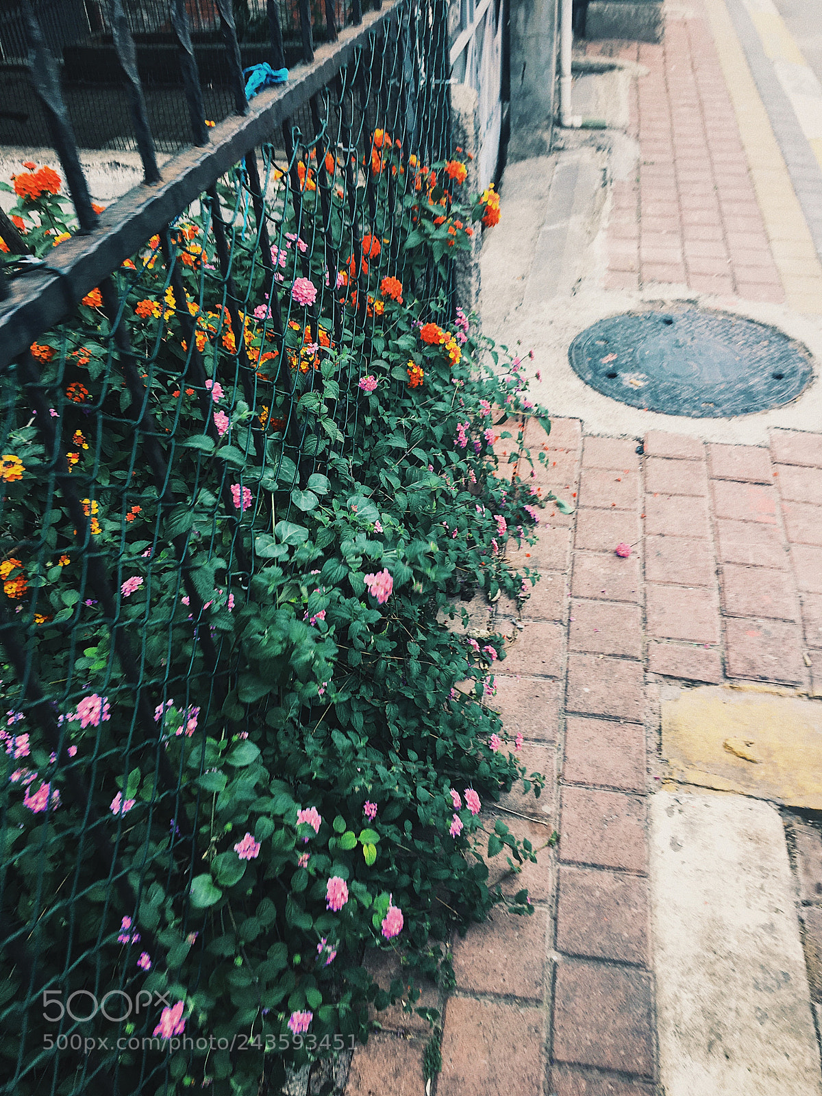 Apple iPhone 6s sample photo. Untitled photography