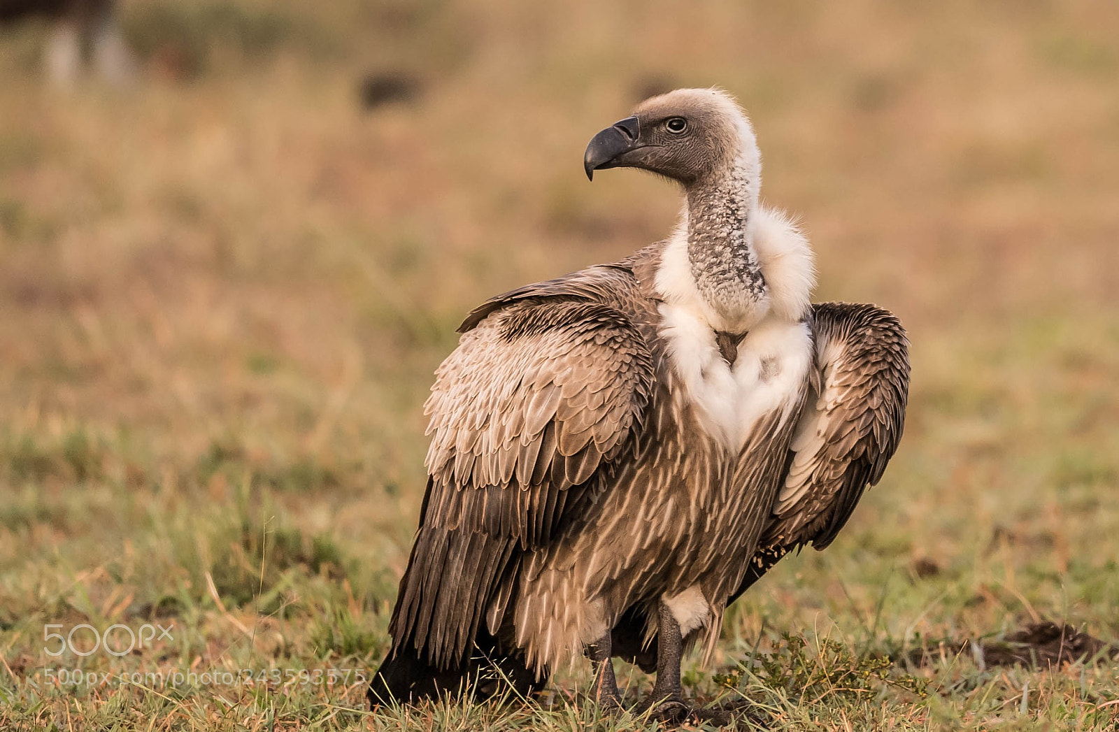 Nikon D5 sample photo. White backed vulture photography