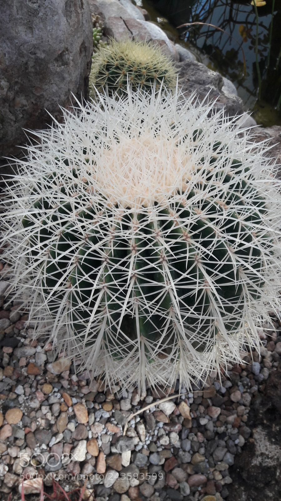 Samsung Galaxy J7 sample photo. White cactus photography