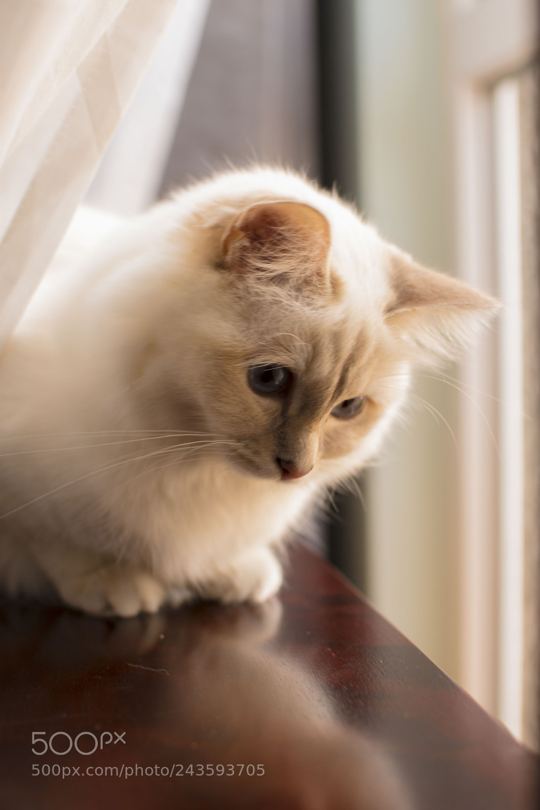 Nikon D7200 sample photo. Lila photography