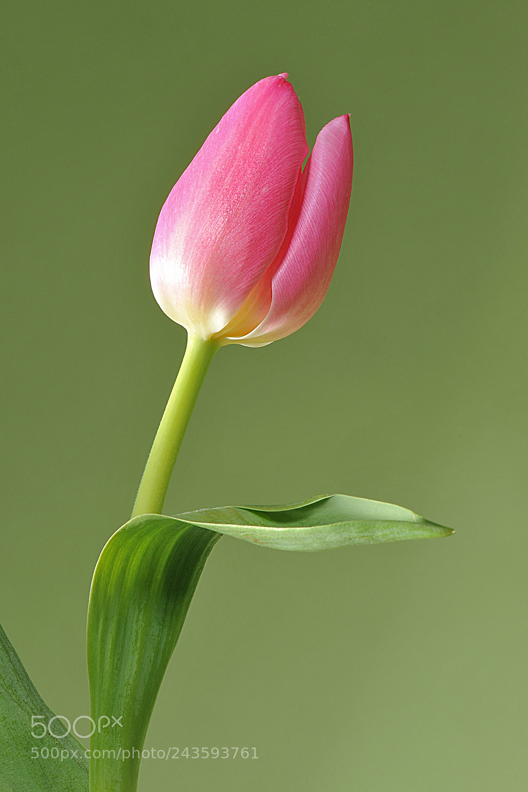 Nikon D3 sample photo. Tulip detail photography