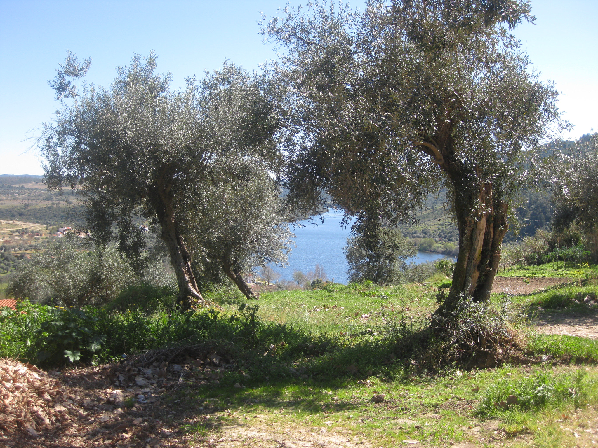 Canon PowerShot SD770 IS (Digital IXUS 85 IS / IXY Digital 25 IS) sample photo. Olive tree photography