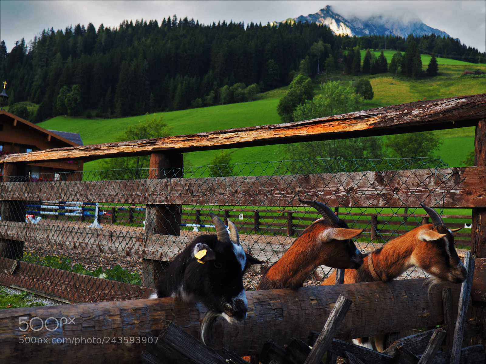 Olympus OM-D E-M10 II sample photo. Alps, austria. summer 2017 photography