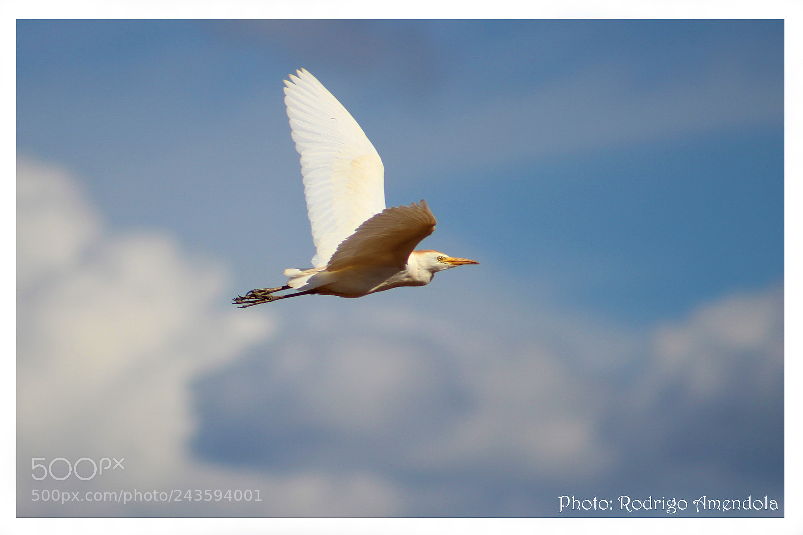 Canon EOS 600D (Rebel EOS T3i / EOS Kiss X5) sample photo. Birds of brazil photography