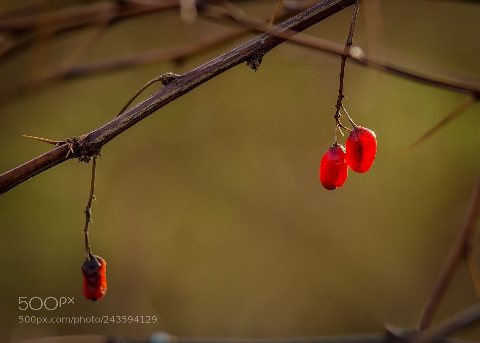 Pentax K-5 II sample photo. Winter red photography