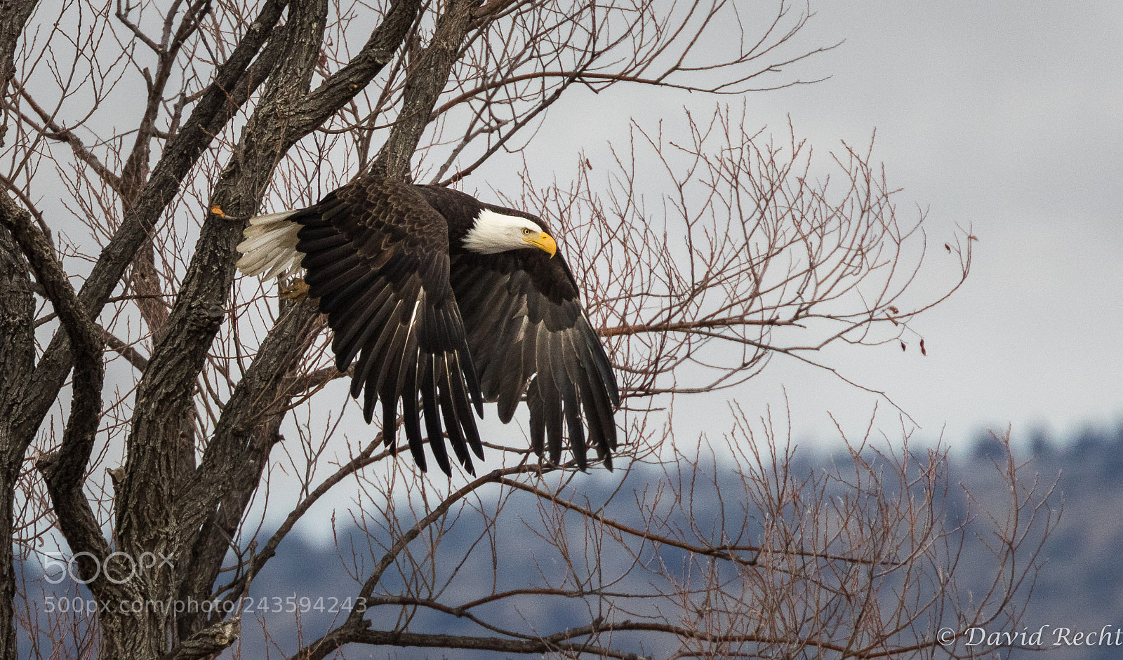 Canon EOS 7D Mark II sample photo. Tule take off! photography