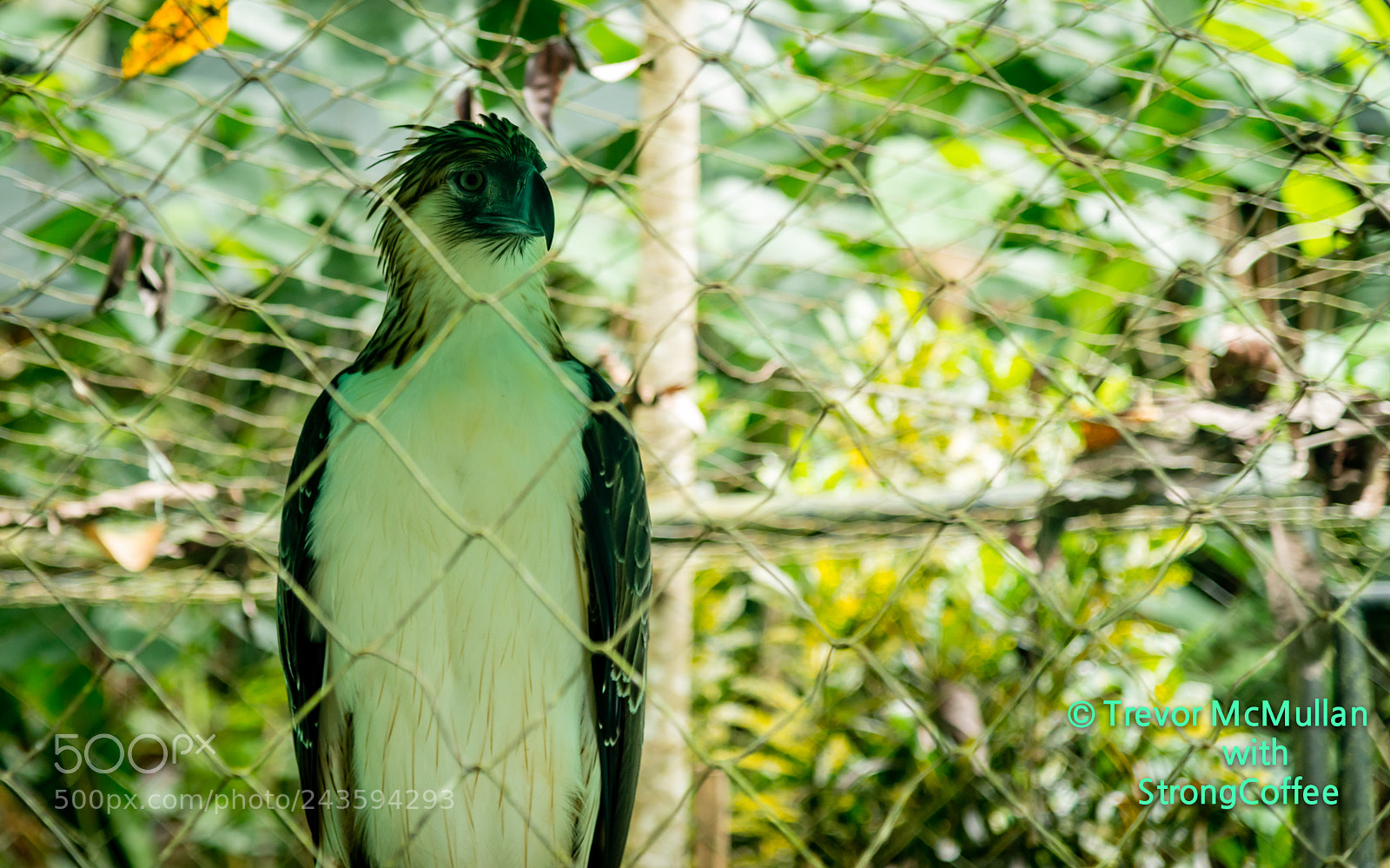 Nikon D800 sample photo. Philippine eagle photography
