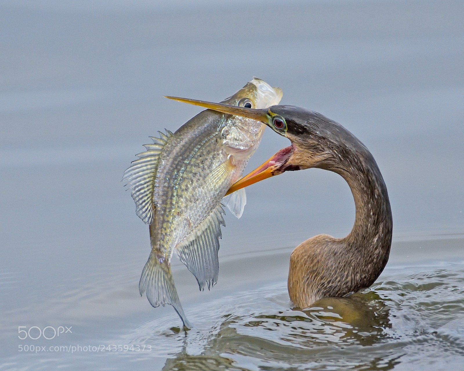 Nikon D7200 sample photo. Anhinga vs fish photography